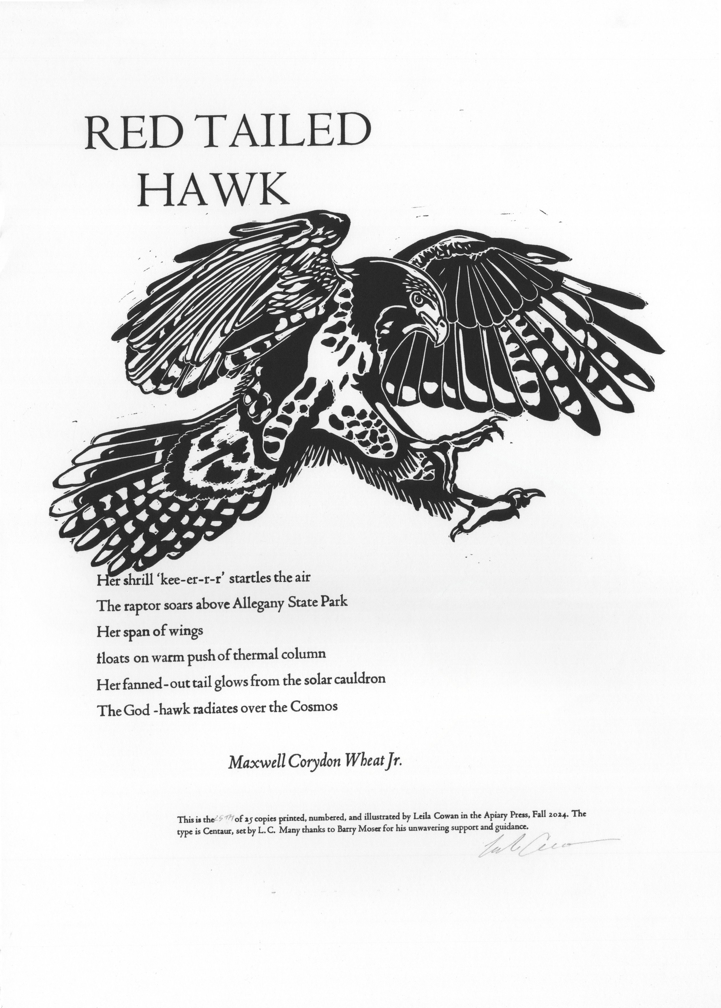 Red Tailed Hawk Broadside
