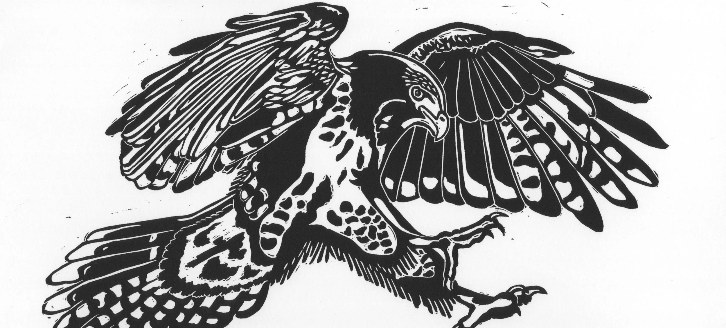 cropped red tailed hawk.jpg