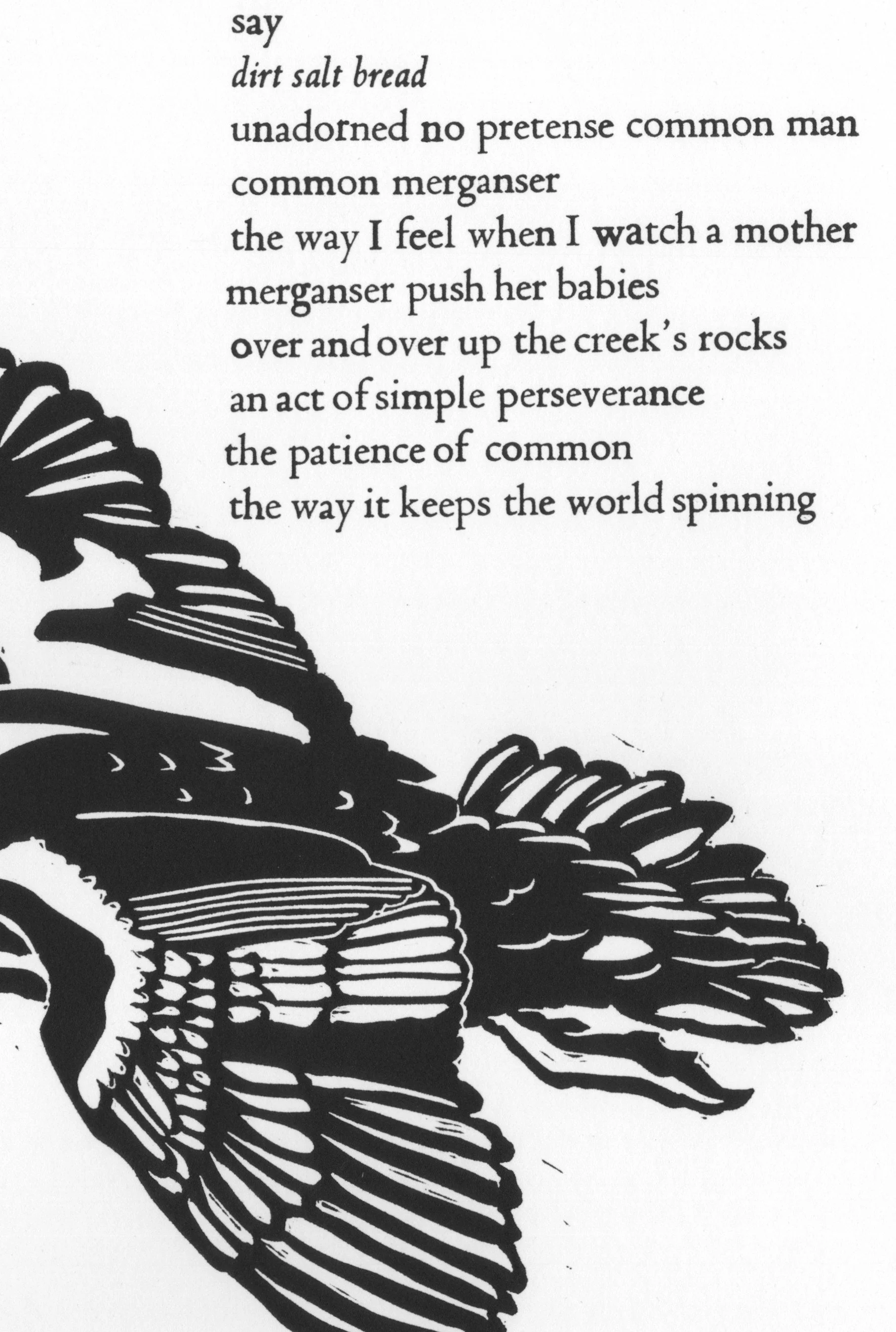 cropped merganser broadside.jpg