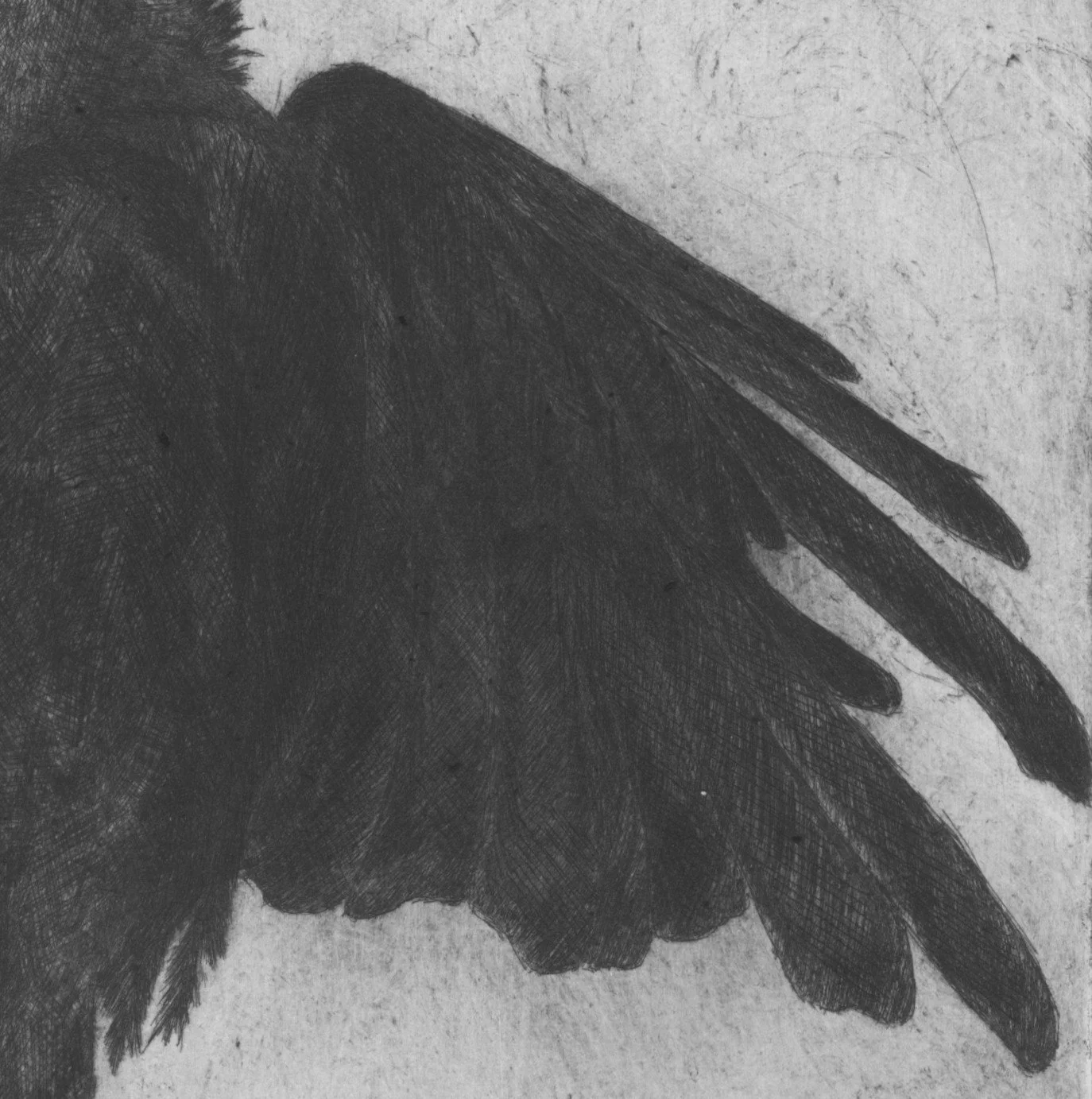 cropped dead crow.jpg