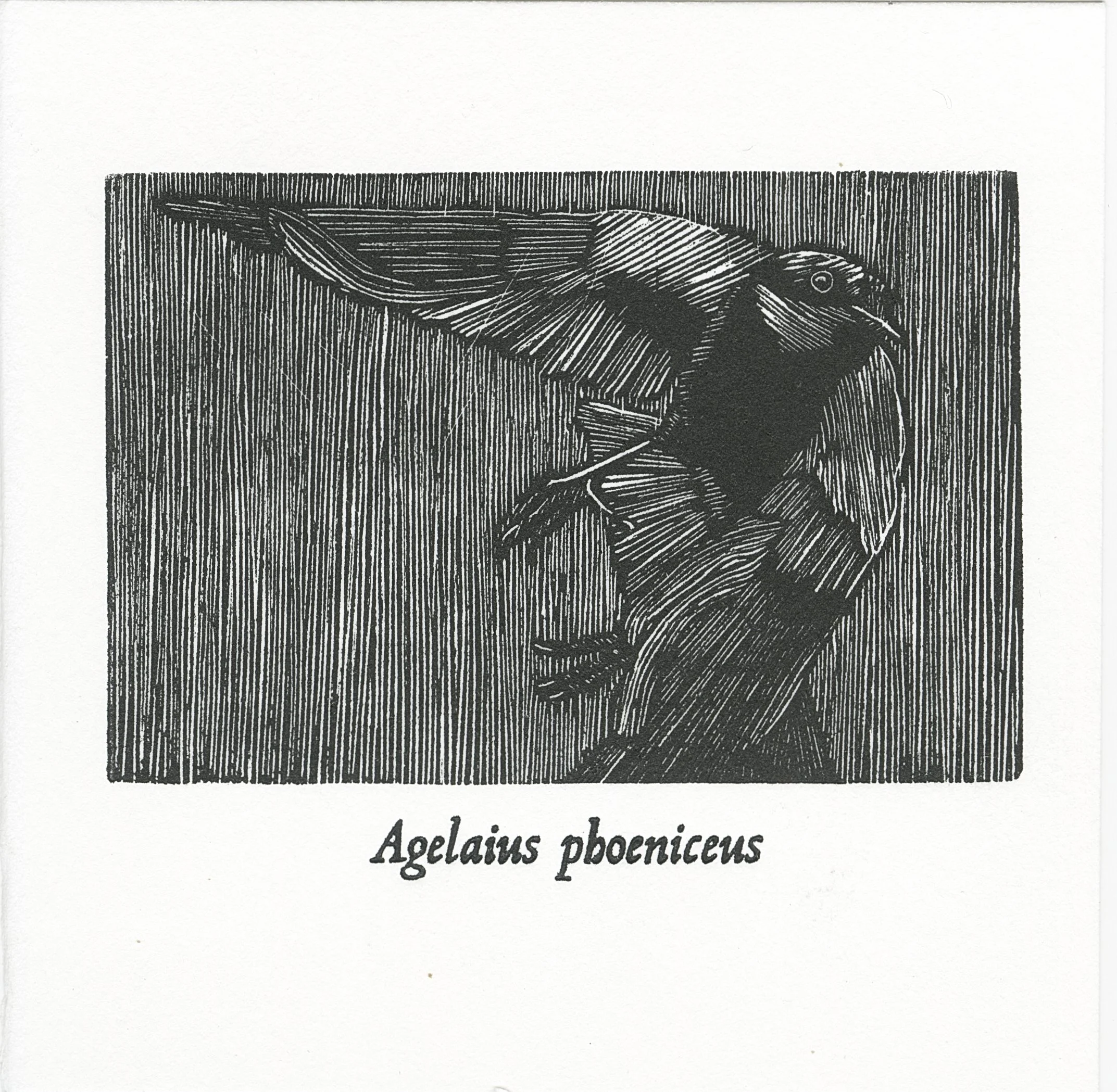 Agelaius phoeniceus (Red-Winged Blackbird) . Wood engraving printed with letterpress title, edition of 18, 2x3", 2026. 