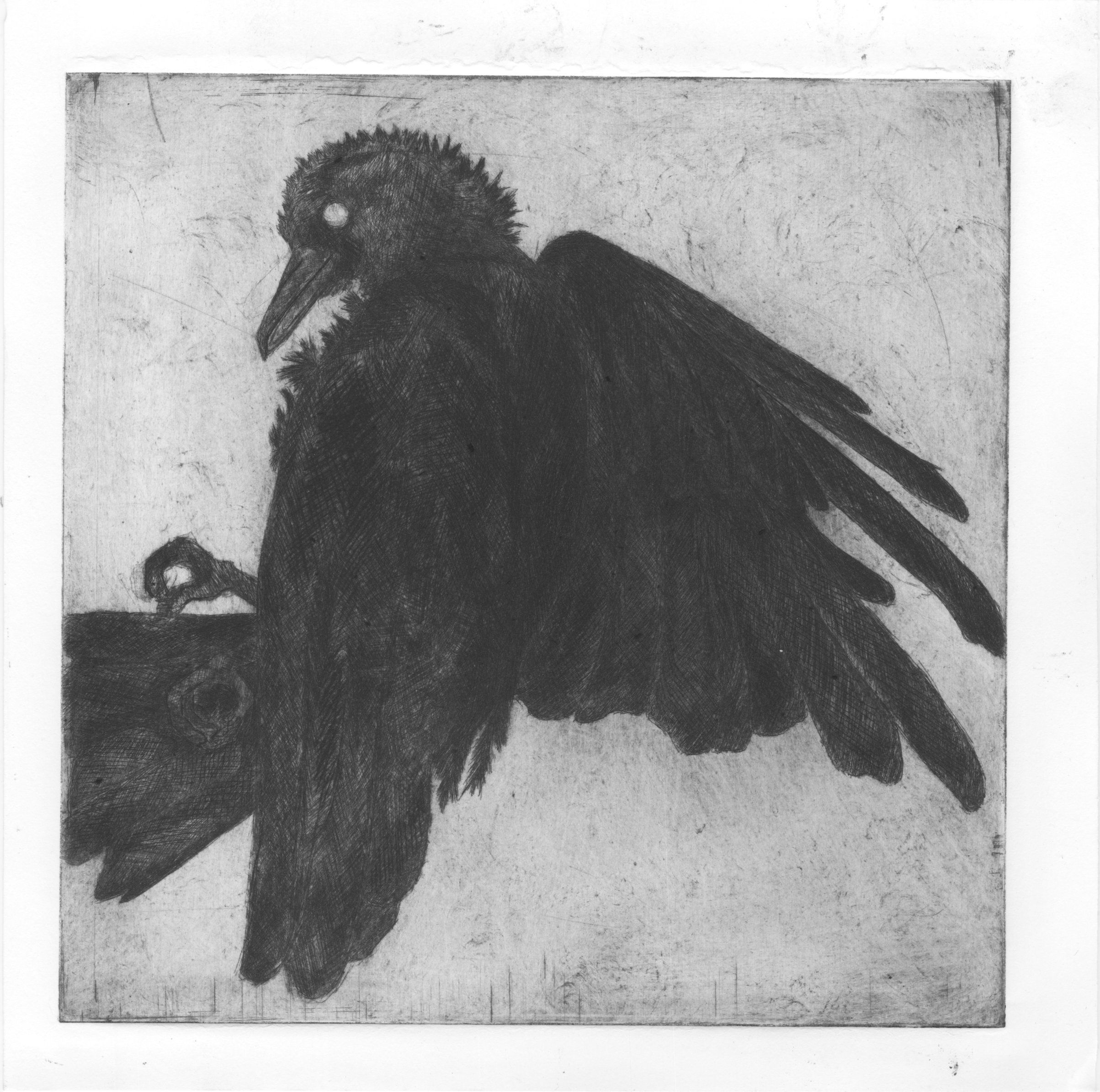 Dead_Crow.jpg