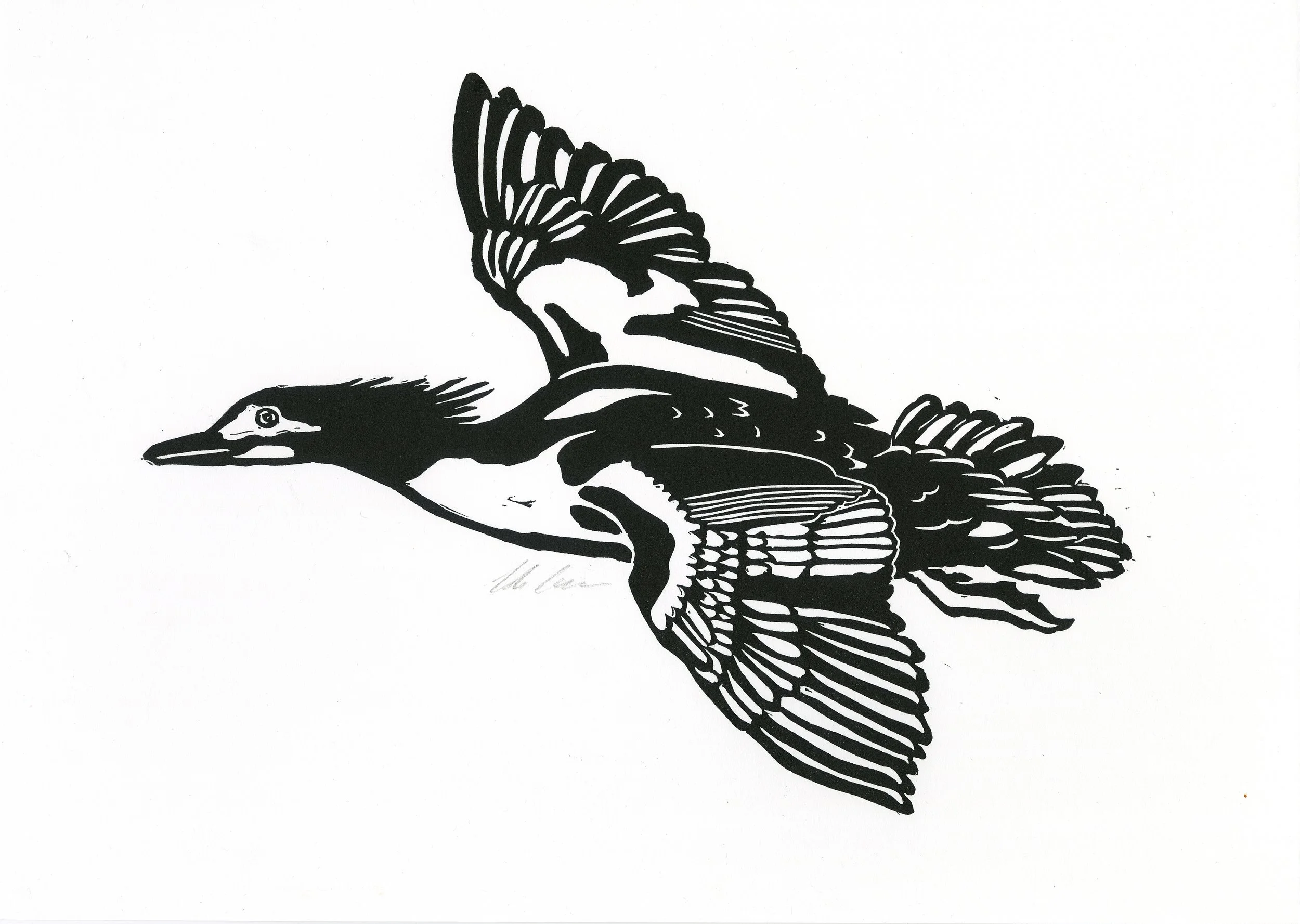 Common Merganser. Linoleum relief print, 8x14", edition of 12, 2024. 