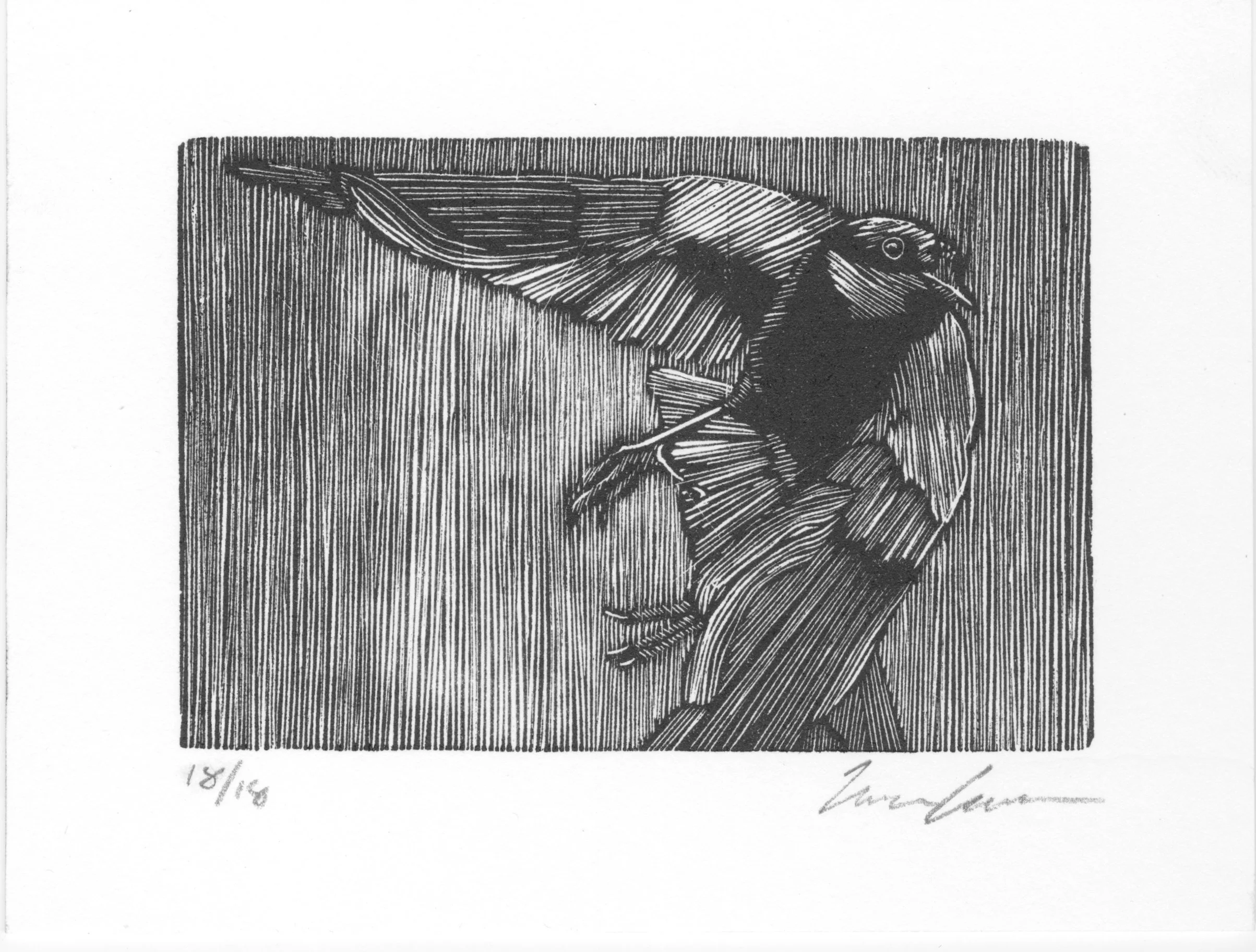 Red Winged Blackbird. Wood engraving, edition of 18, 2x3", 2025. 