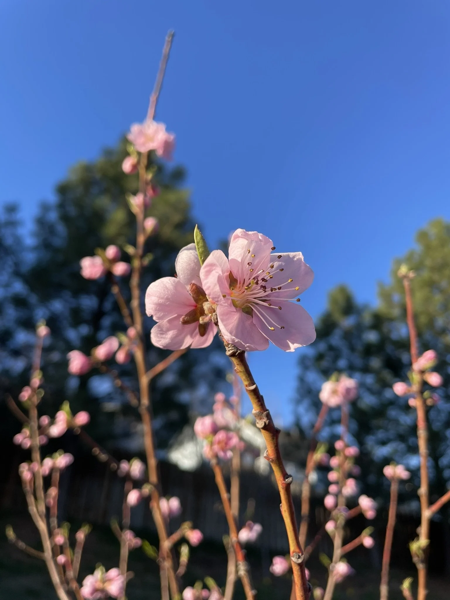 Tunes and Blooms