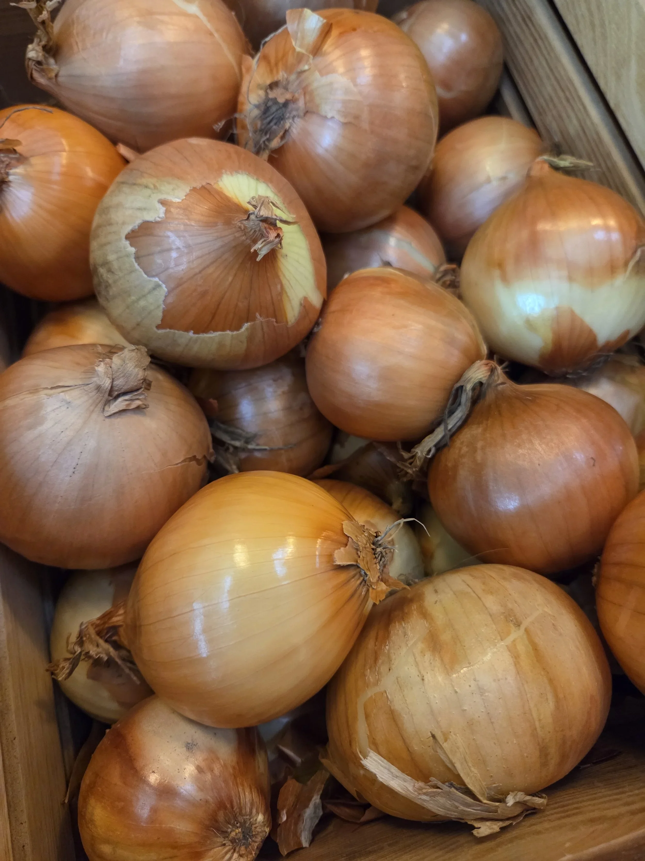 White Onion