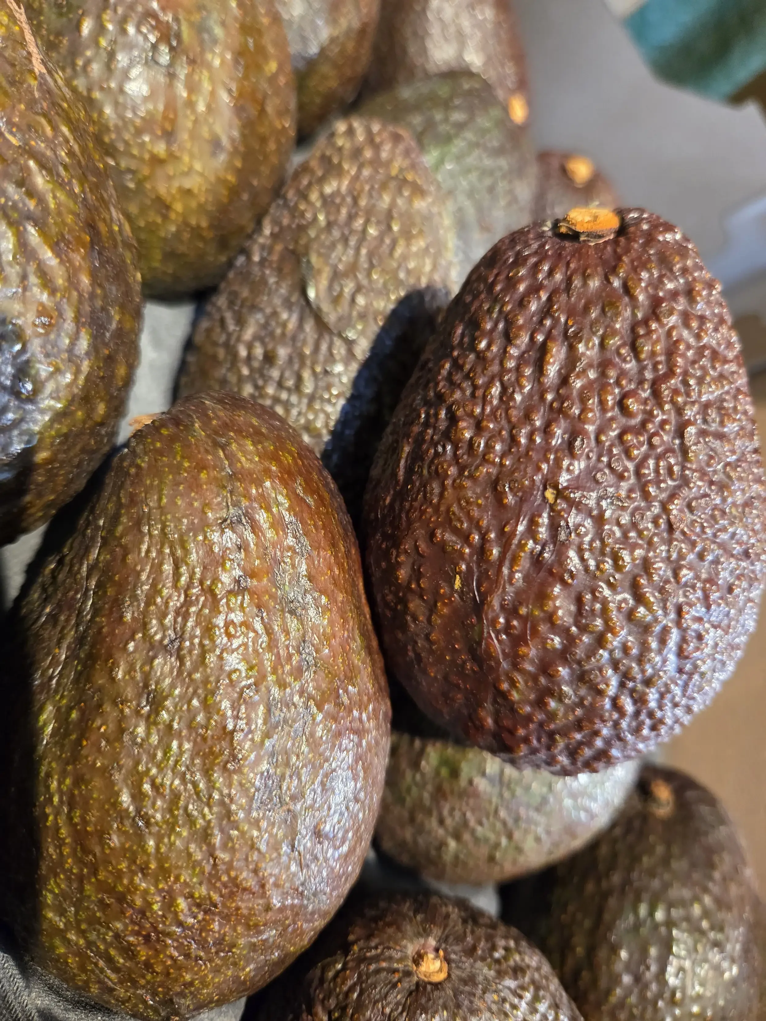 Avocado.webp