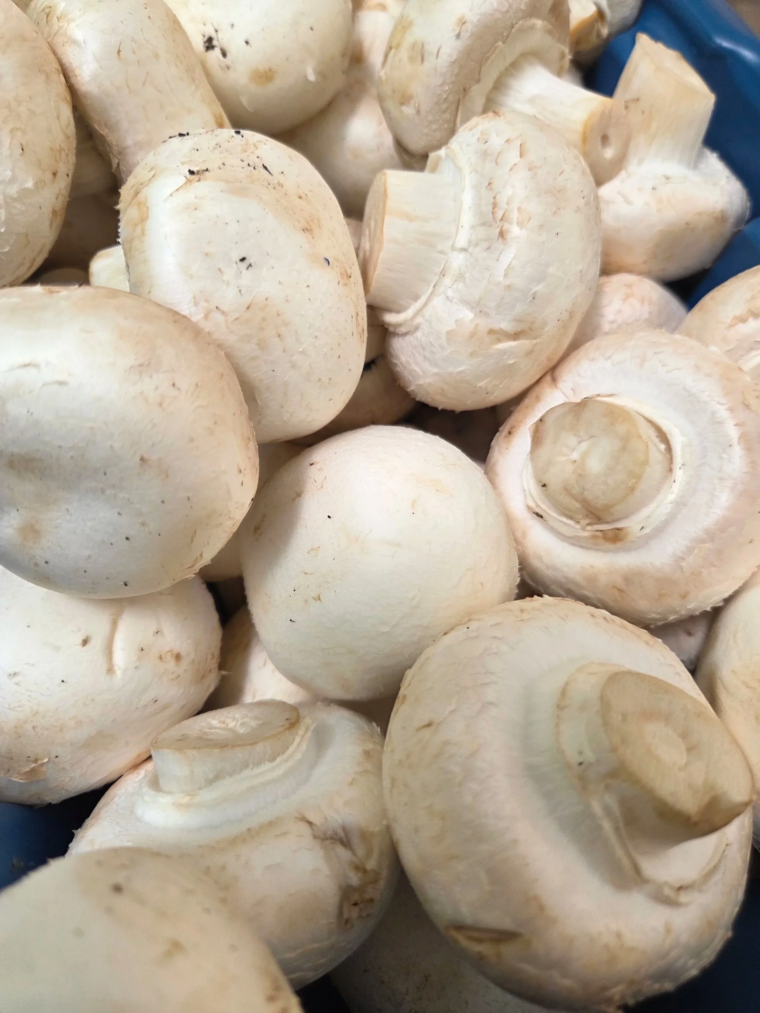 Button Mushrooms