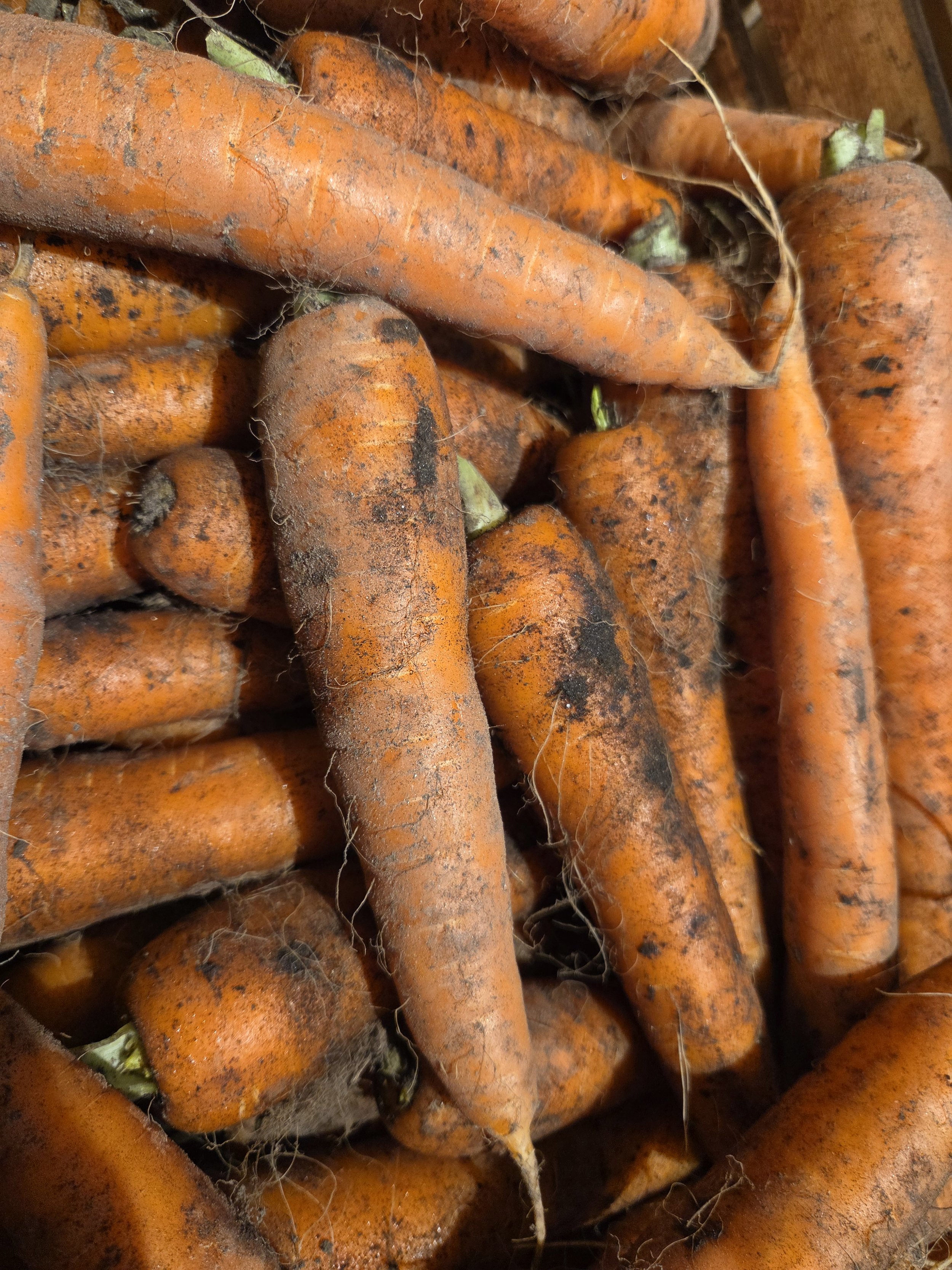 Homegrown Dirty Carrots