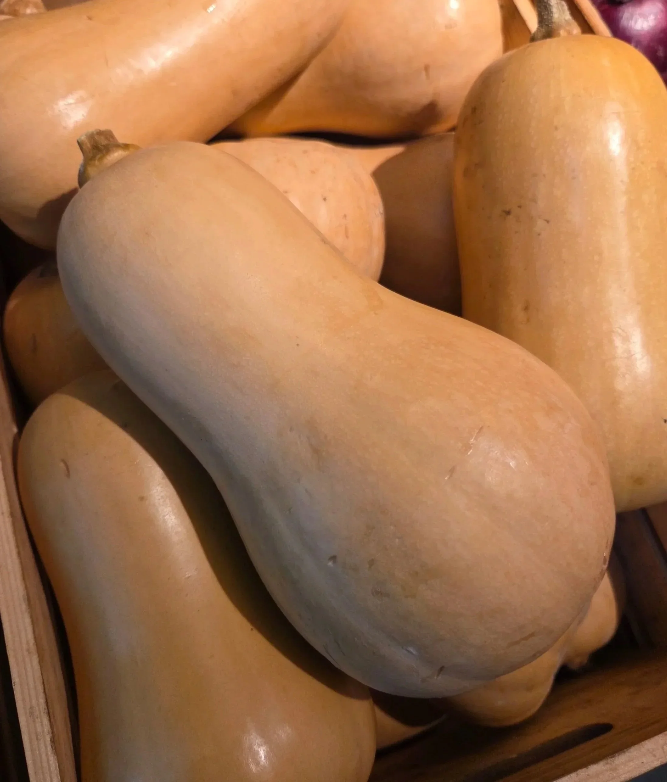 Butternut Squash