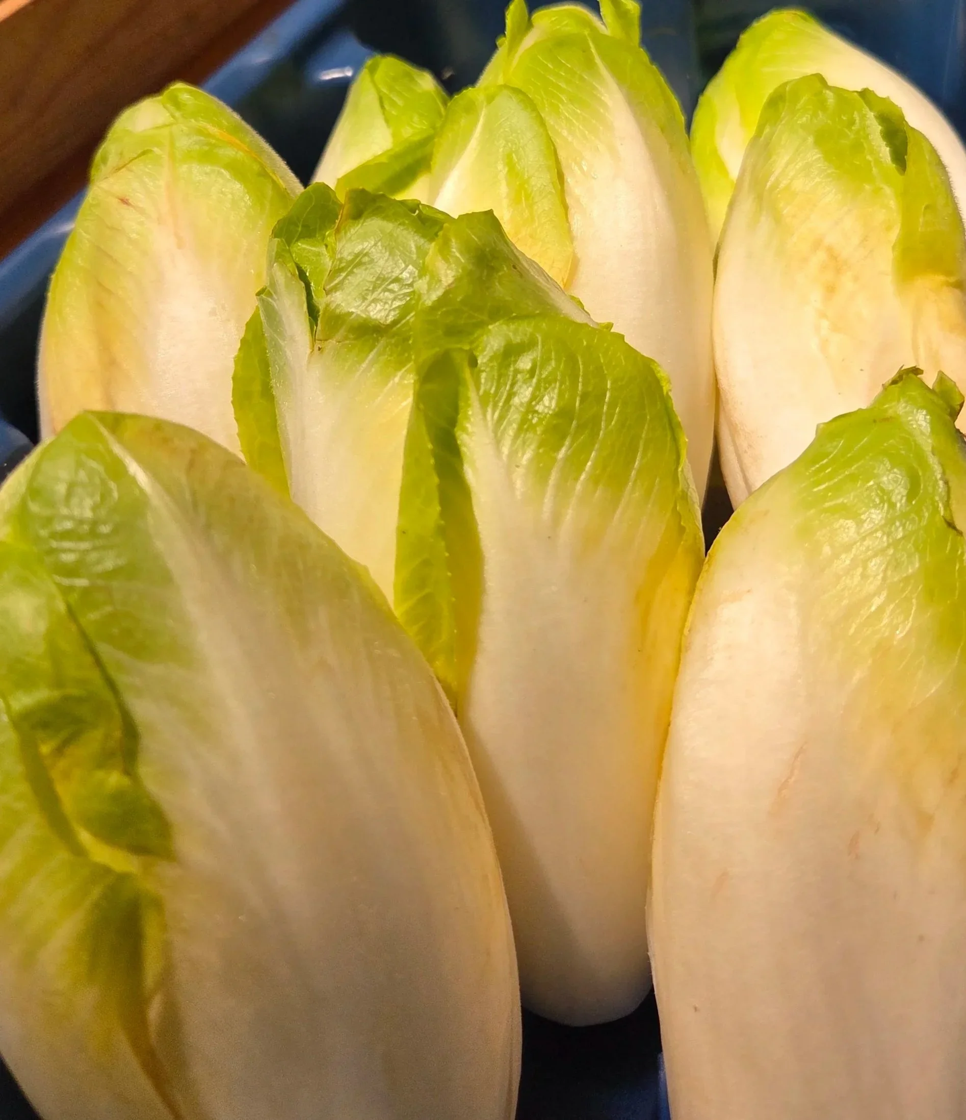 Chicory