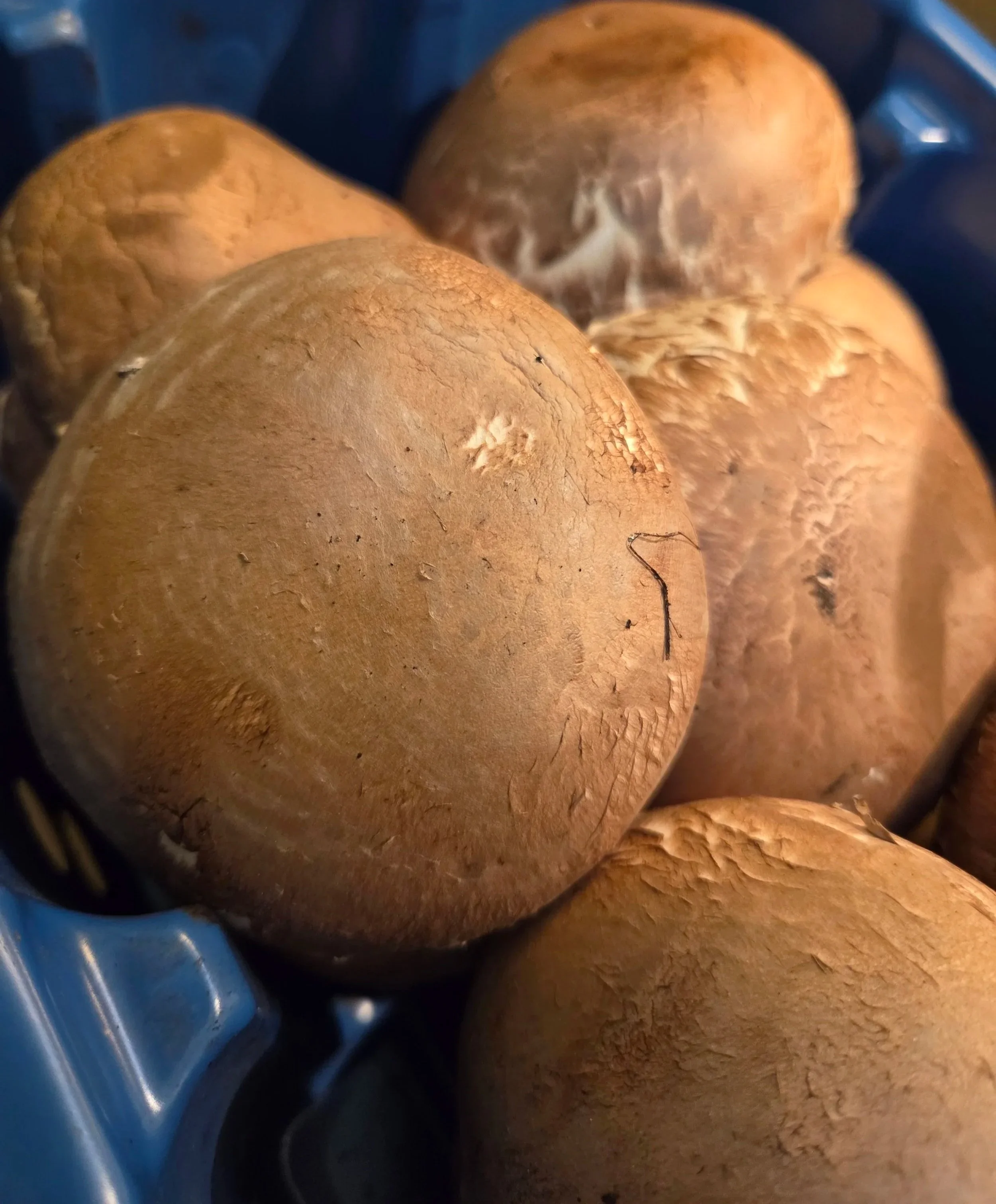 Portobello Mushrooms