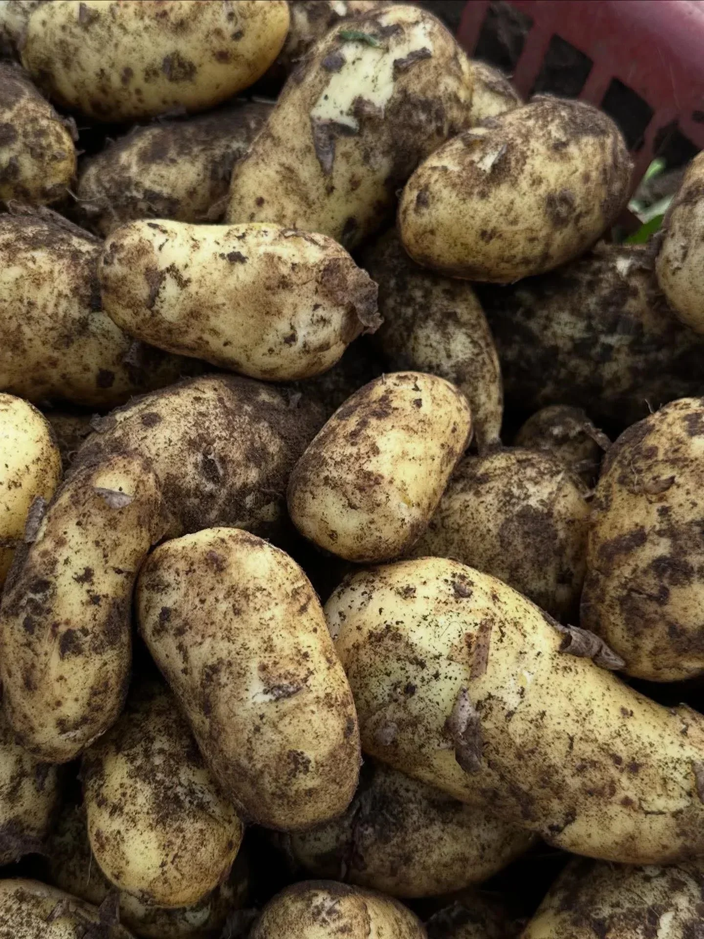 Charlotte Potatoes.jpg