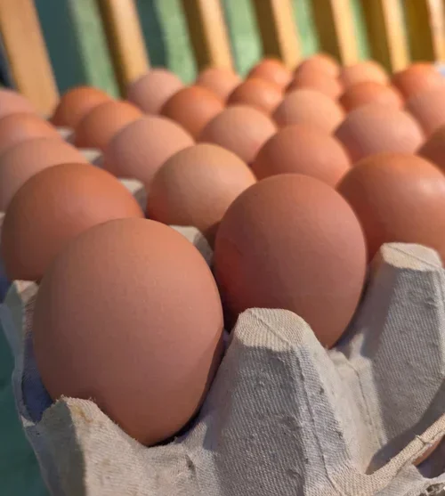 Large Brackla Eggs (Tray of 30)