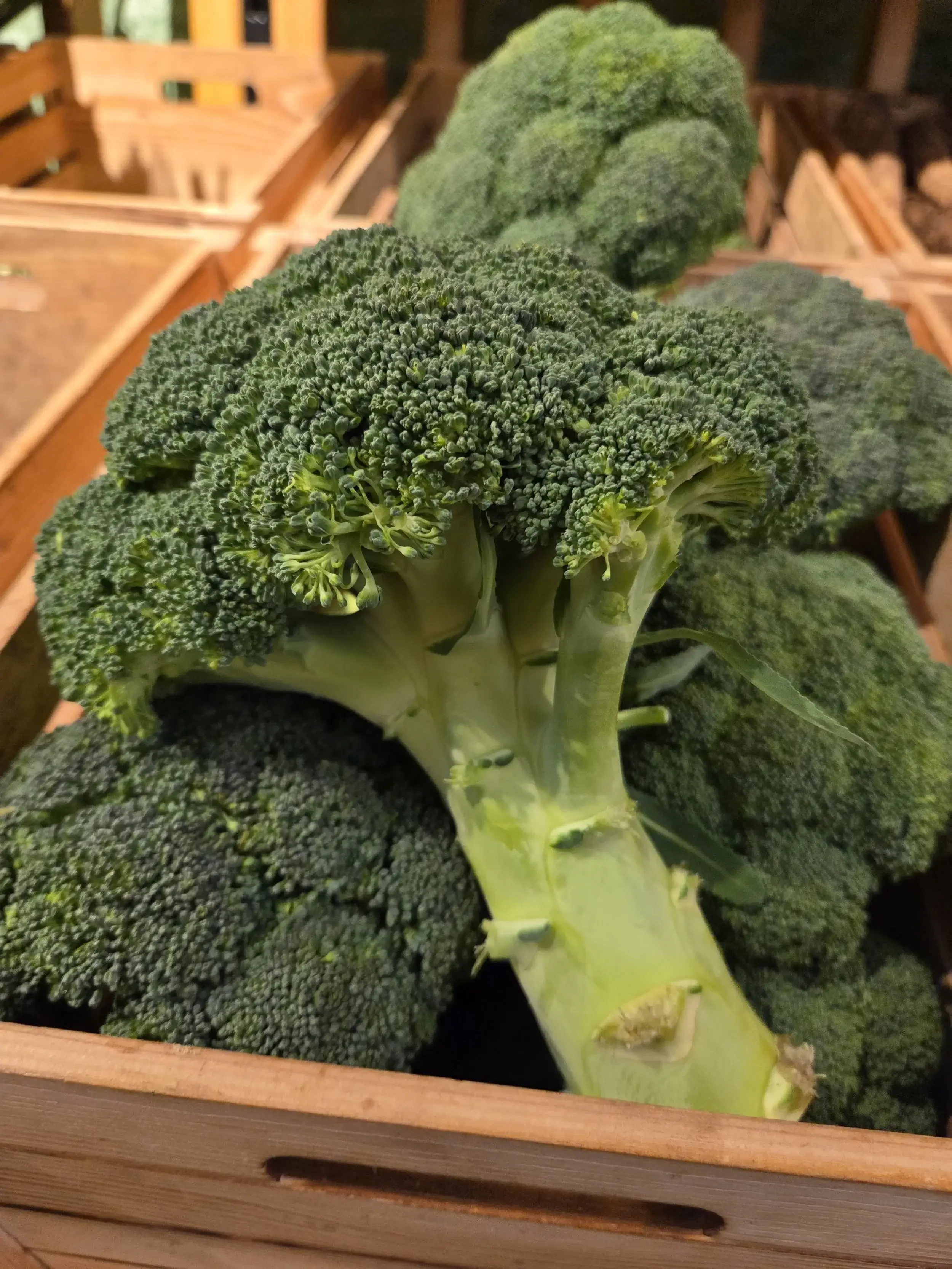 Broccoli