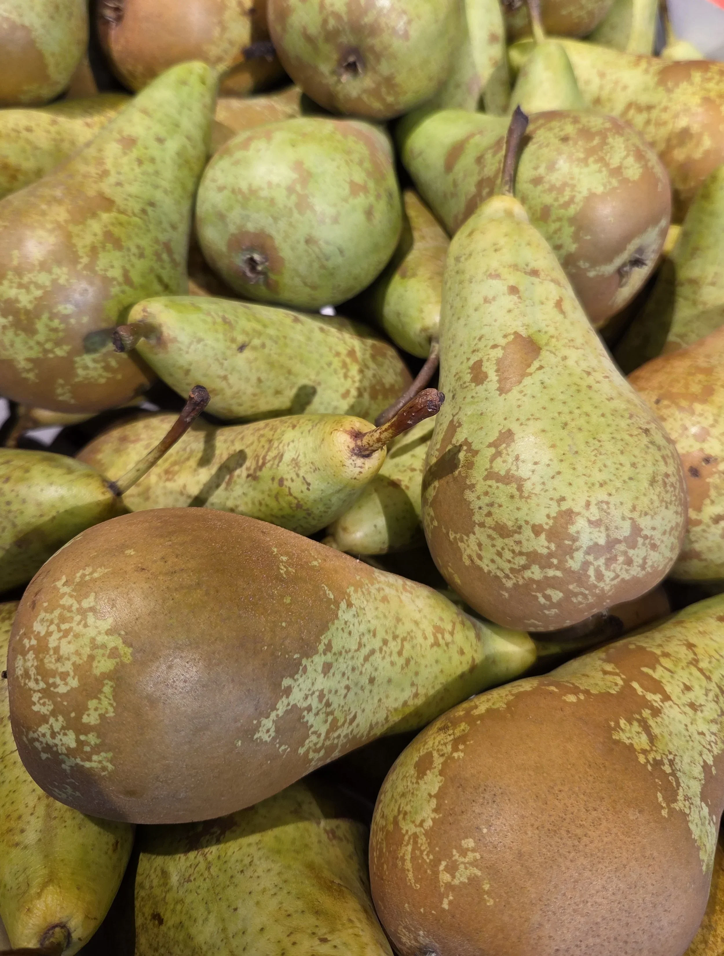 Conference Pears