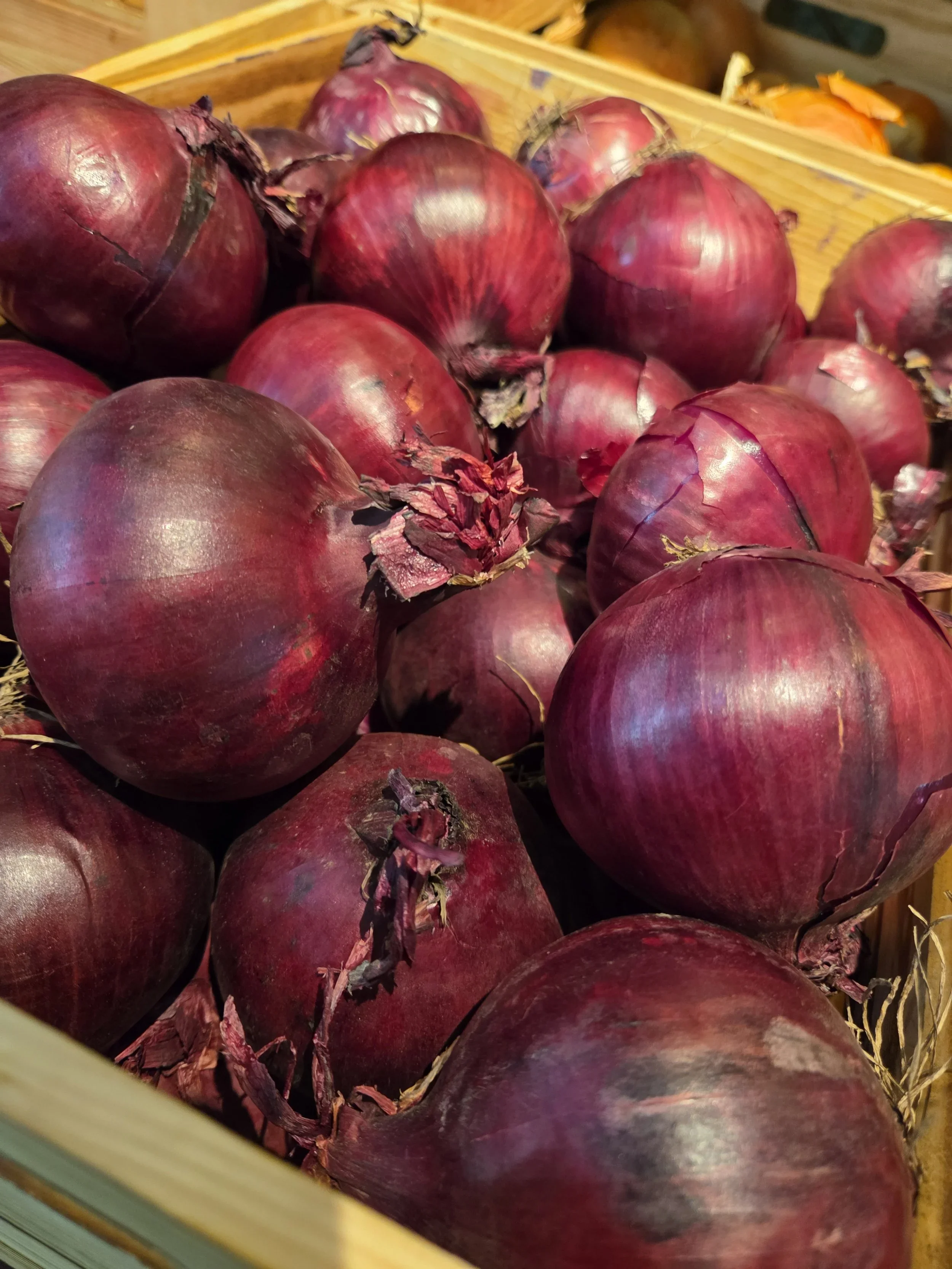 Red Onion