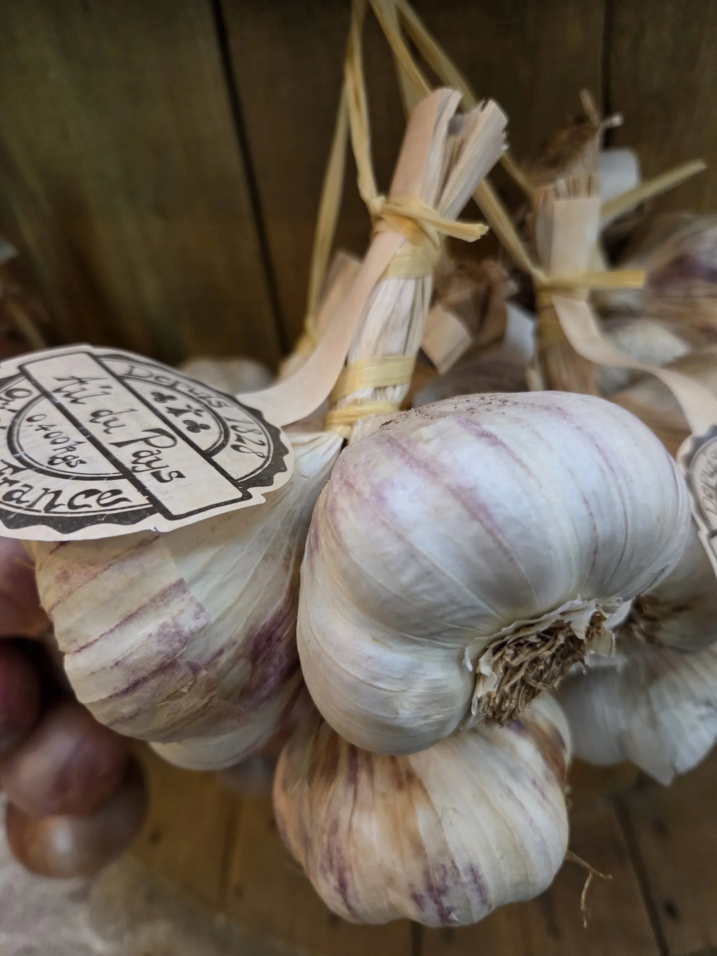 String of Roscoff Garlic