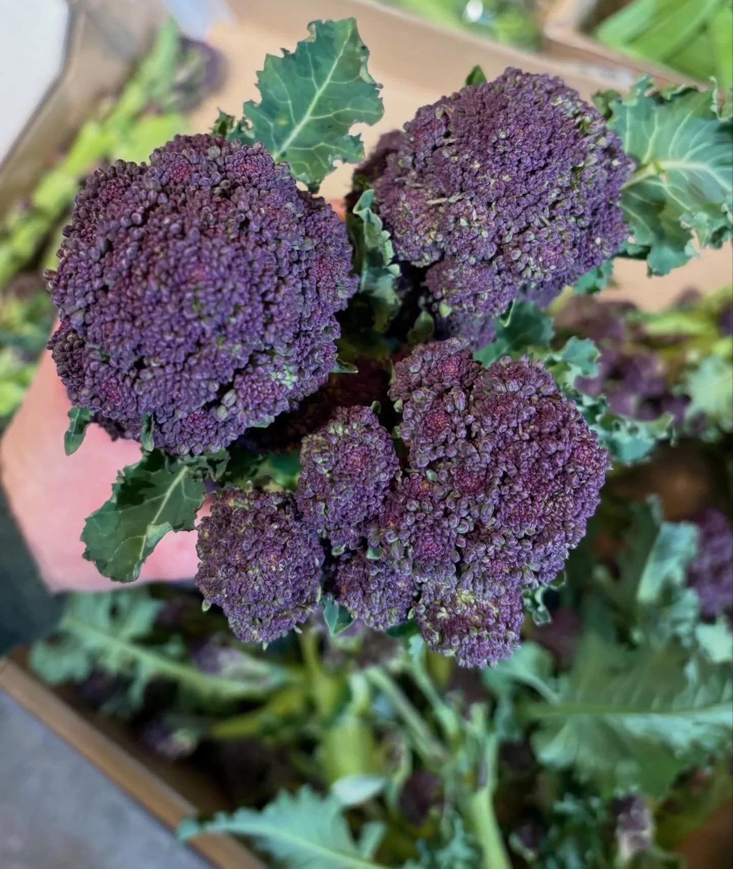 Purple Sprouting Broccoli