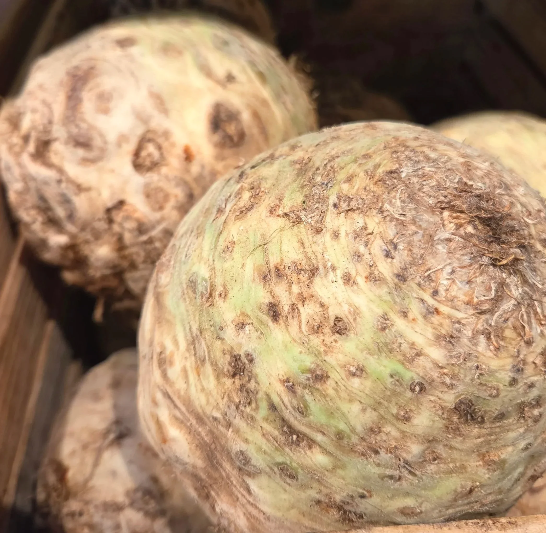 Celeriac