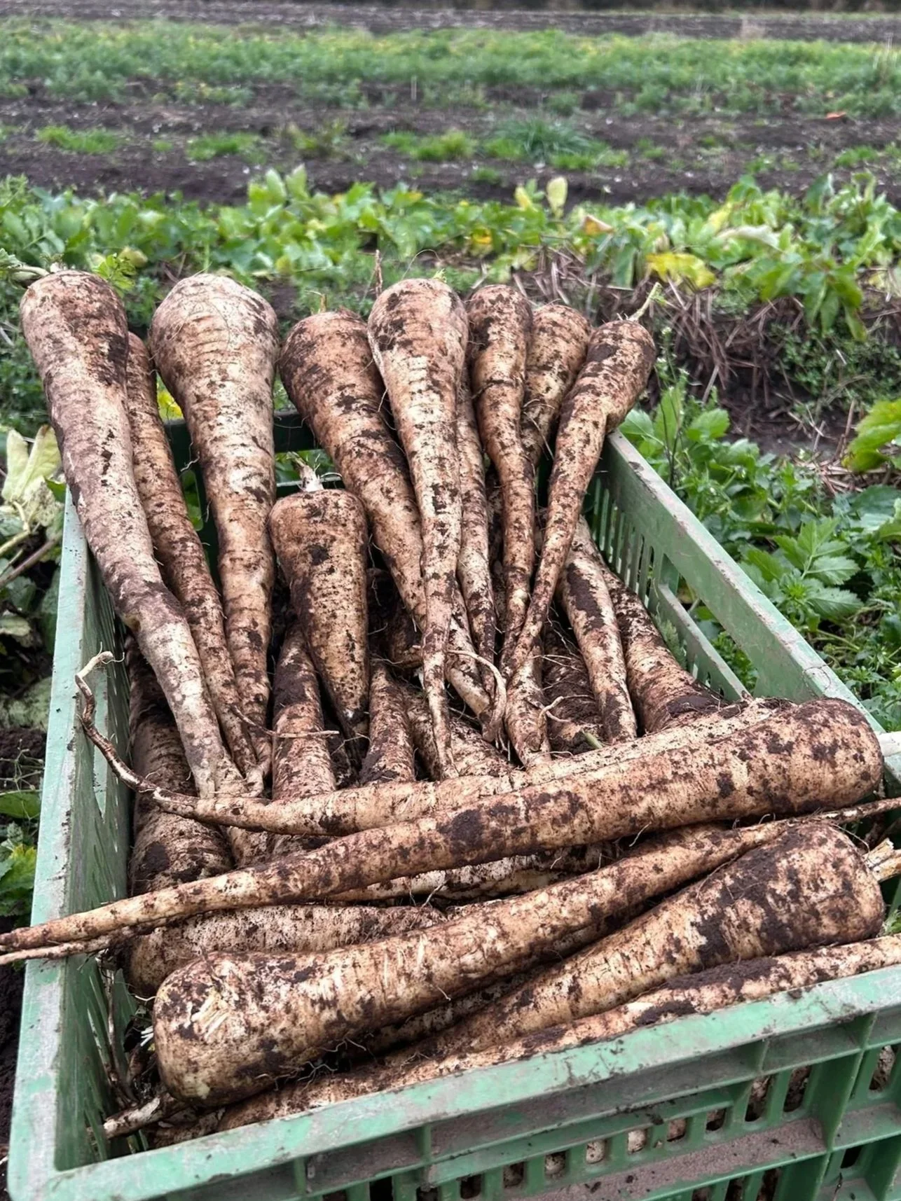 Parsnips
