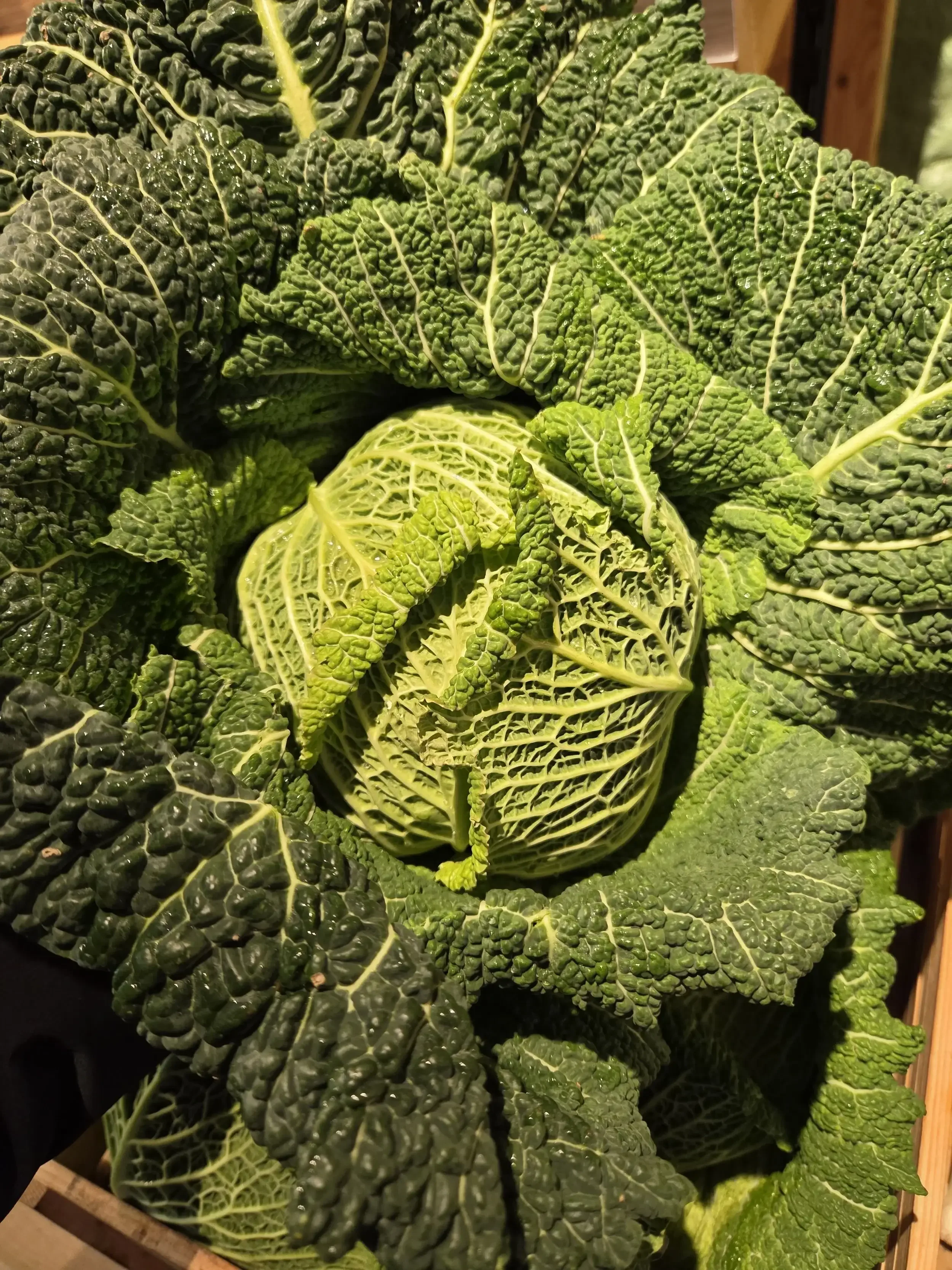 Savoy Cabbage.webp