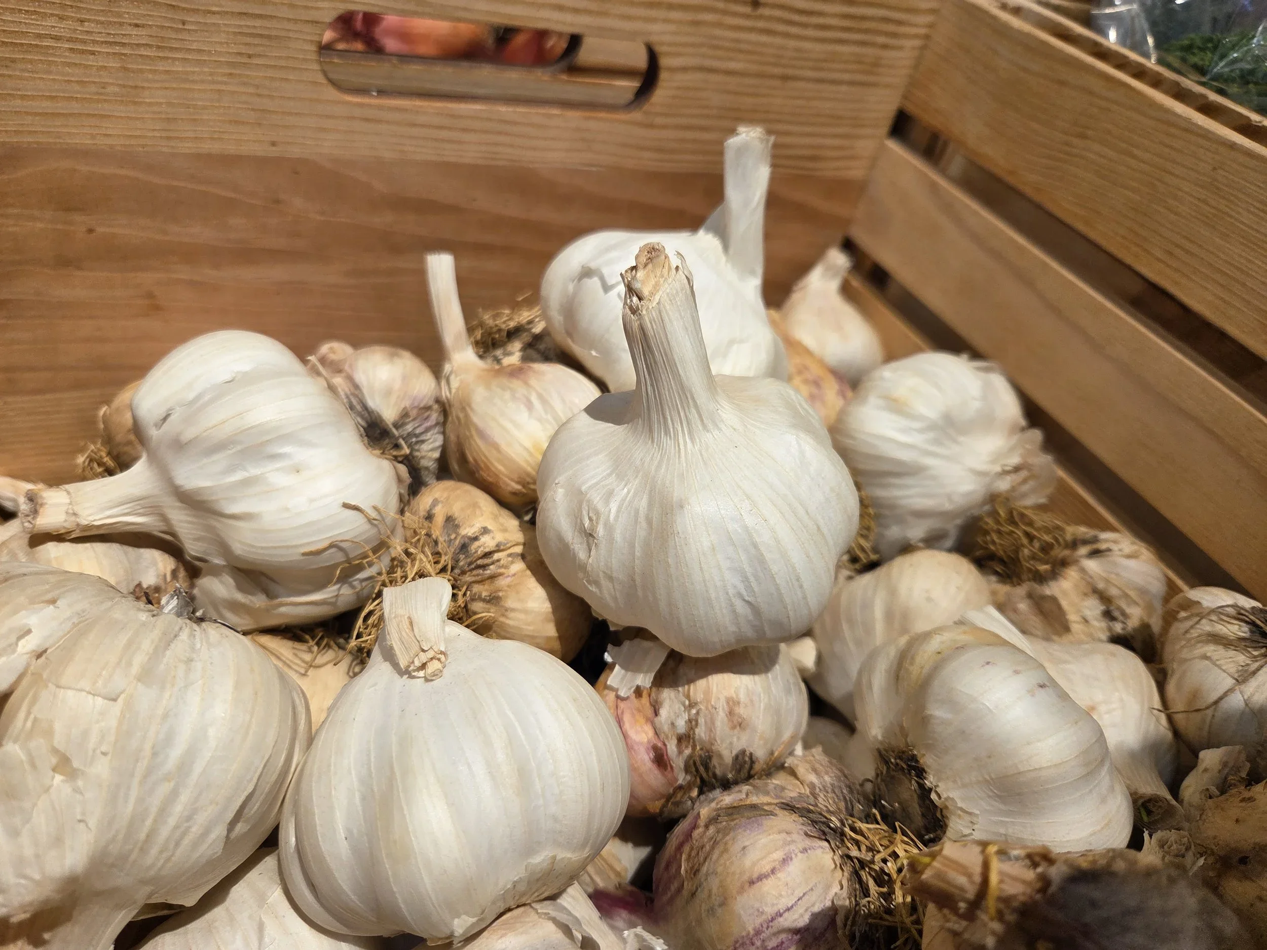 Garlic
