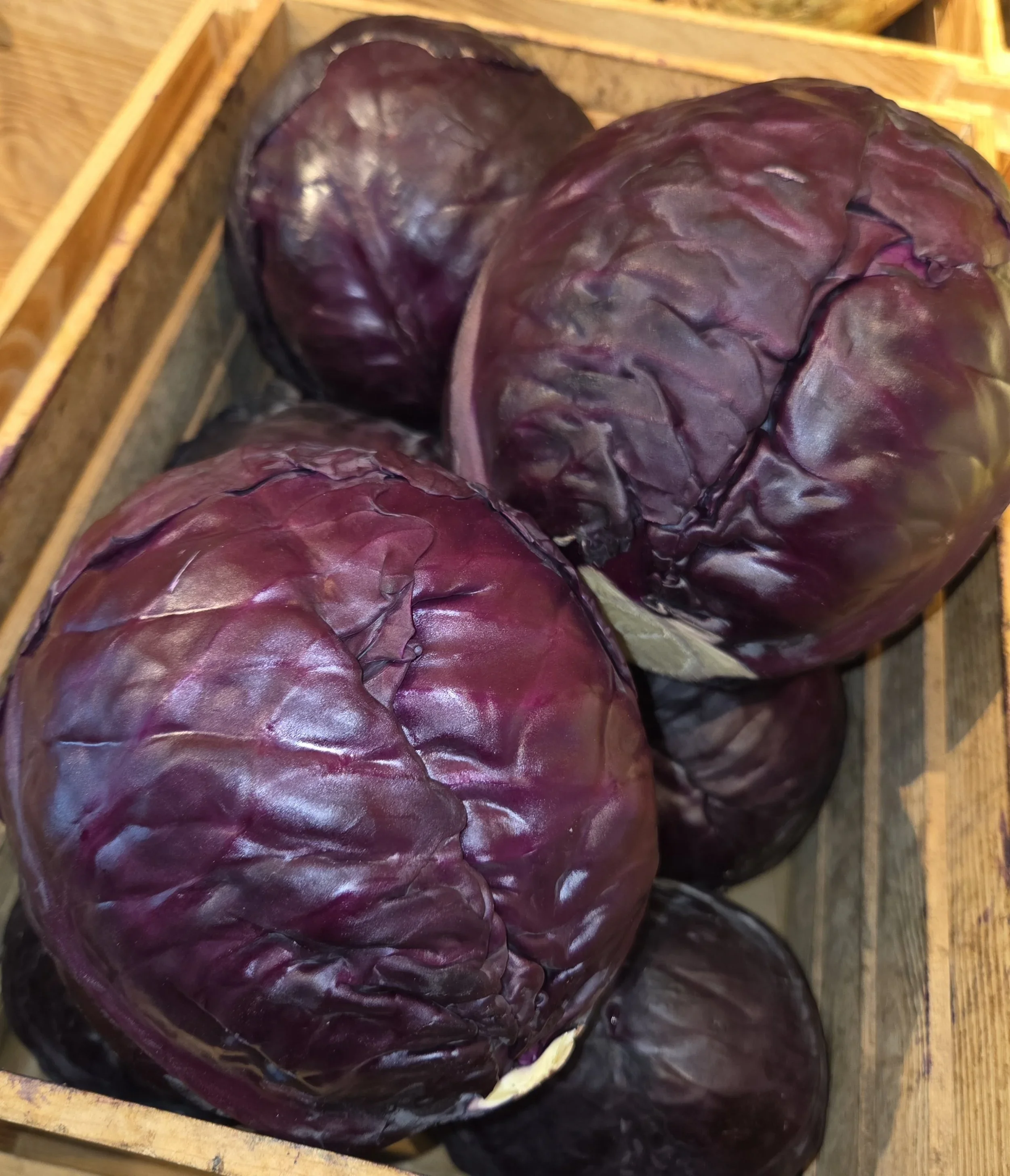 Red Cabbage