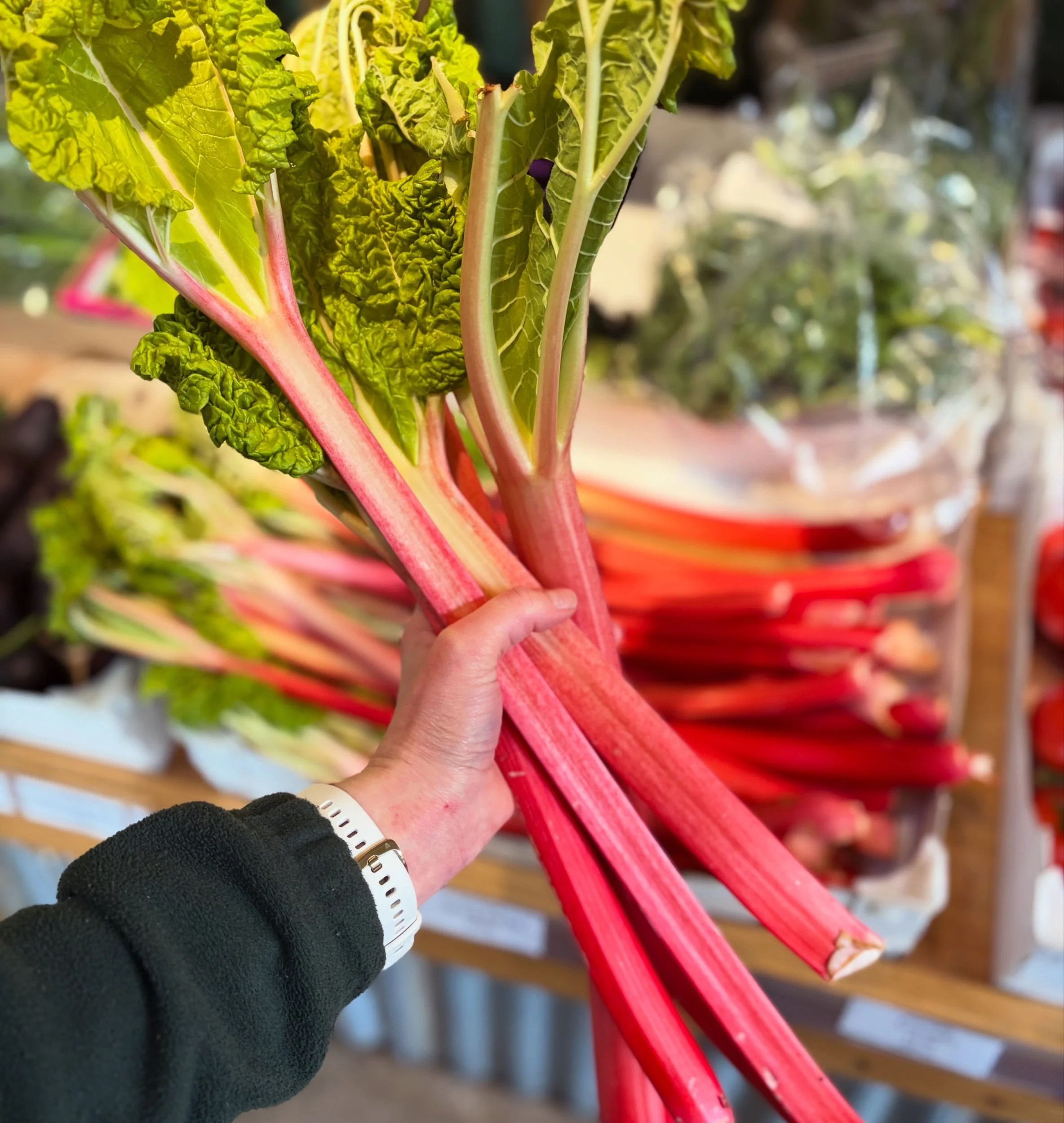 Forced Fresh Rhubarb