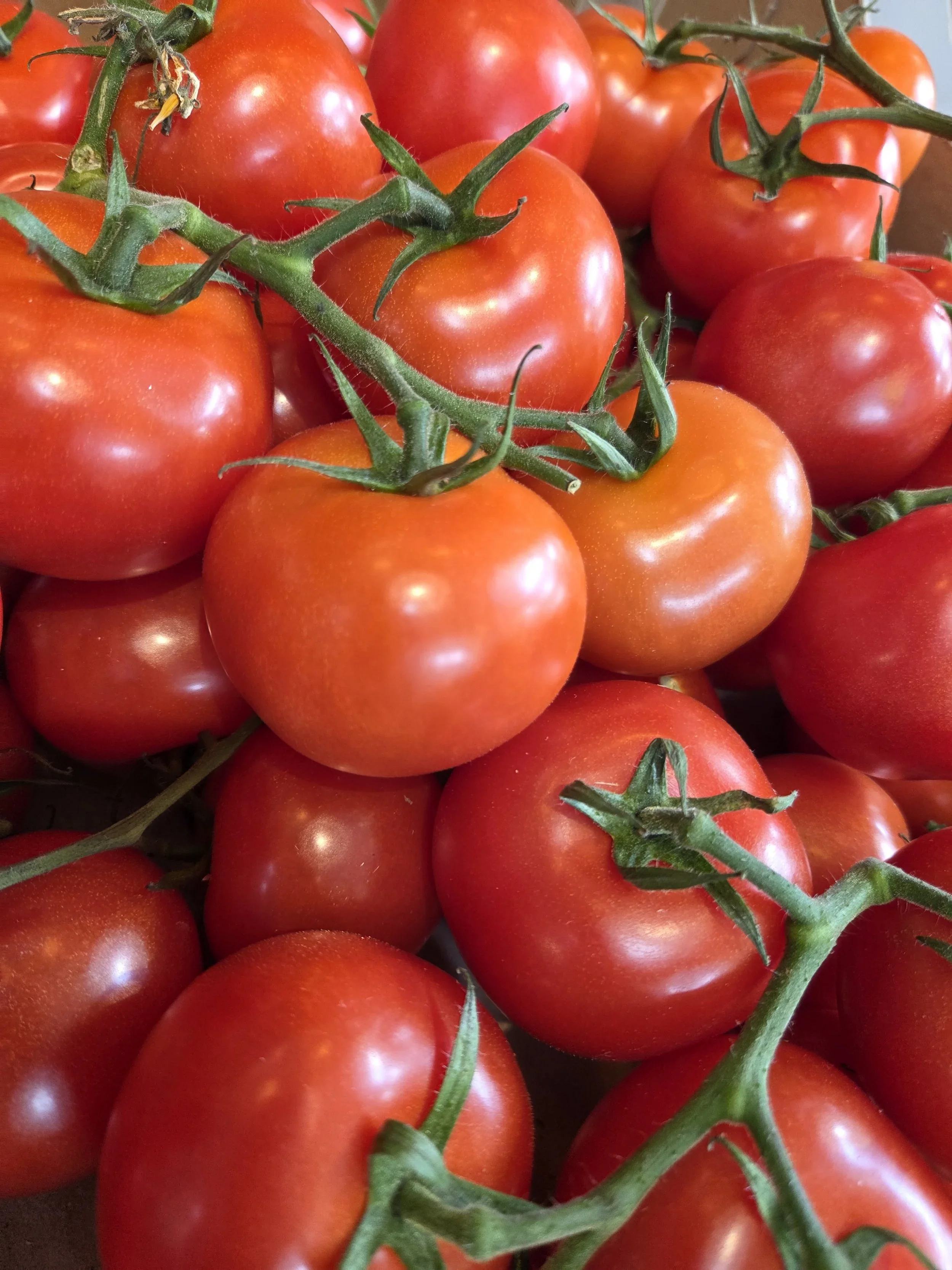 Scottish Vine Tomatoes