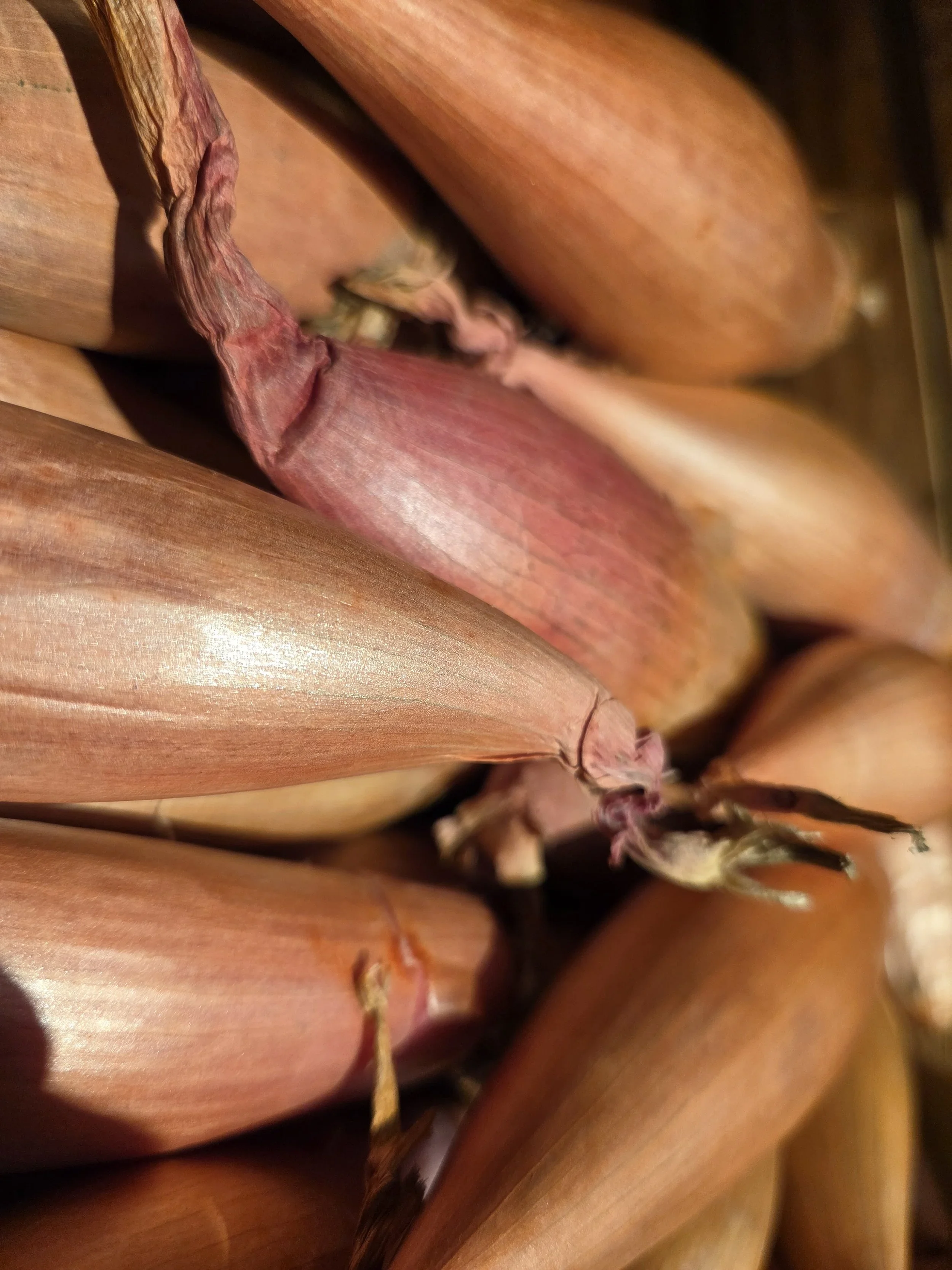 Shallots.webp