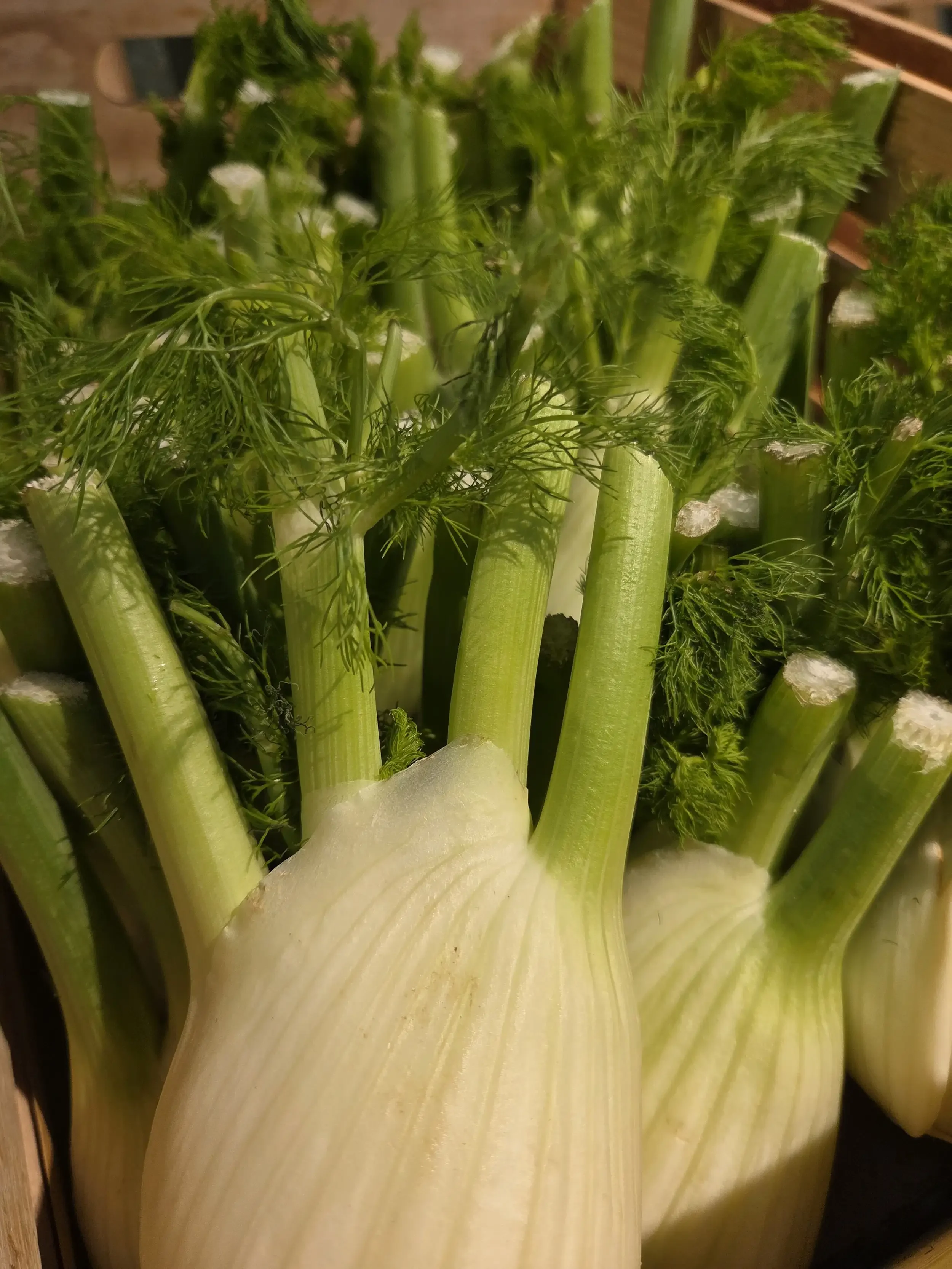 Fennel.webp