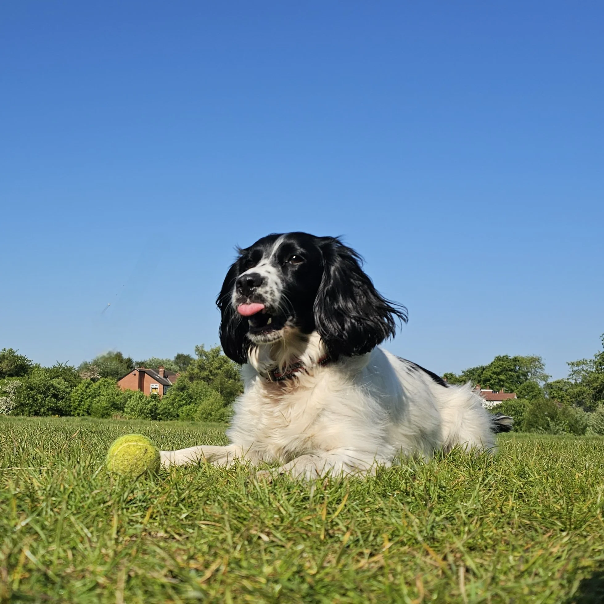 Milo a English Sprocker Spaniel dog lying on grass with a yellow tennis ball in front and houses and trees in the background under a clear blue sky.