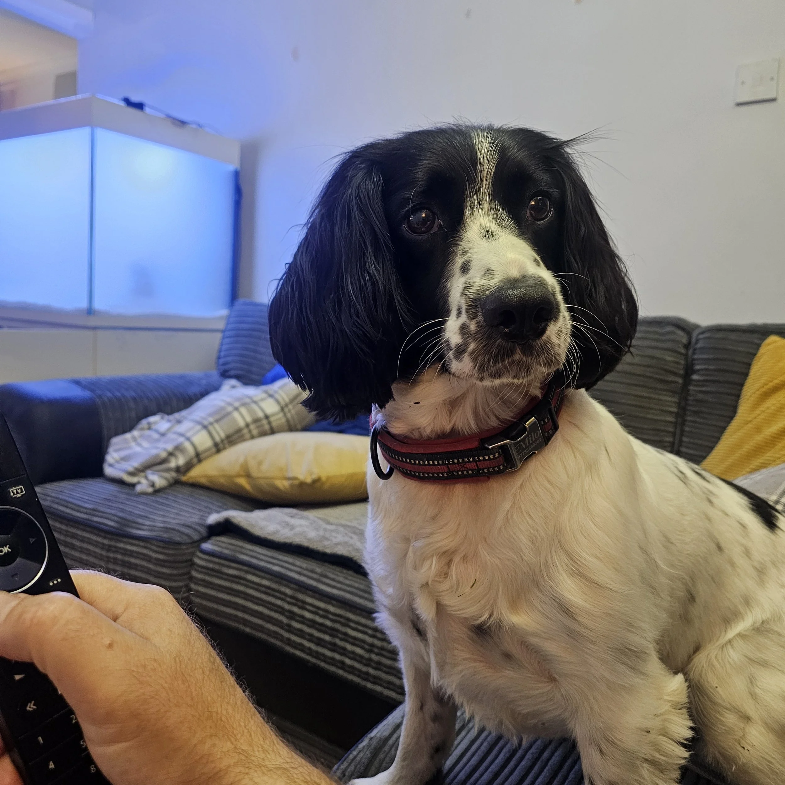 Dog sitting on a striped sofa in a living room, looking at the camera. The sofa has yellow and plaid pillows. A person's hand holding a remote control is visible in the foreground.