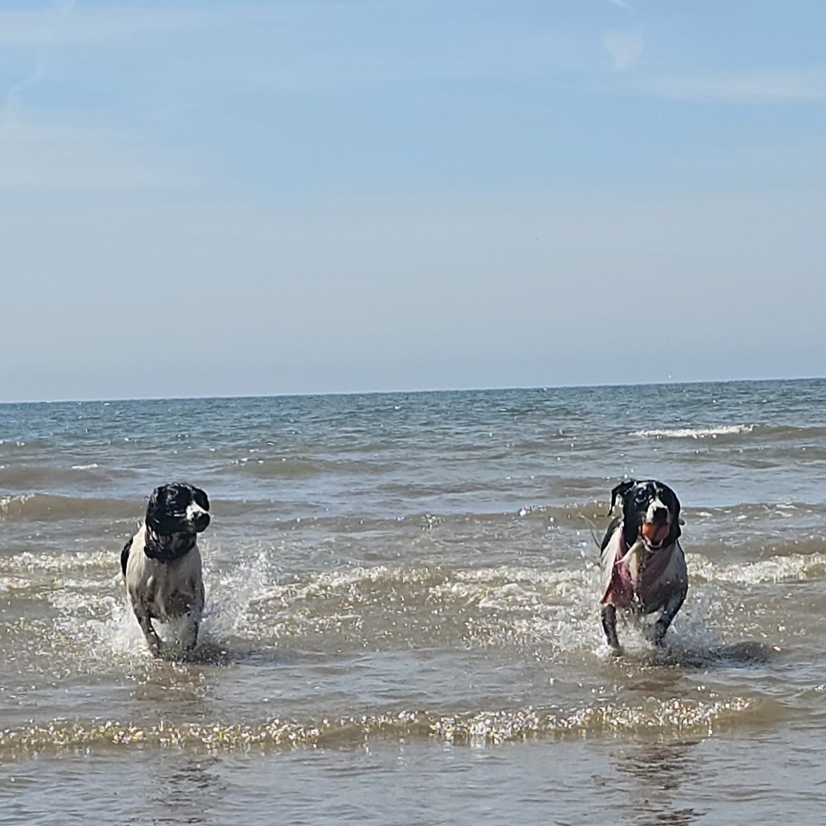 Two happy dogs running through shallow ocean water at the beach on a clear day