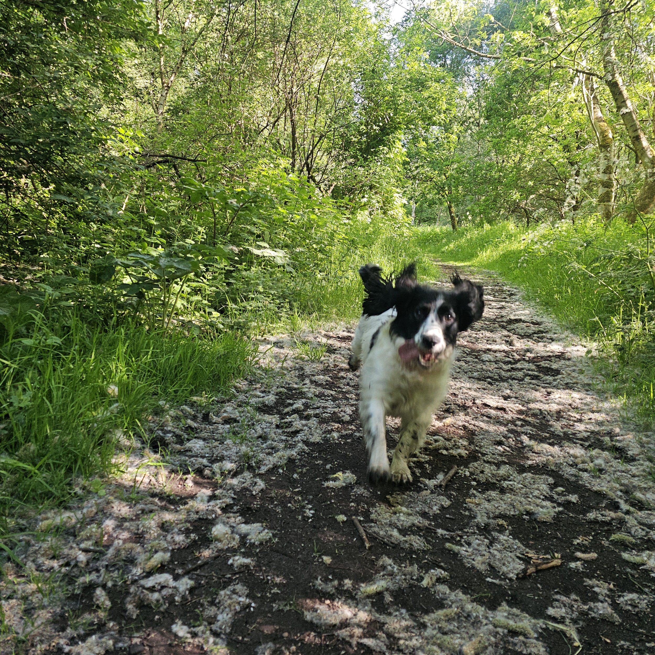 Milo running on a dirt path surrounded by green trees and foliage in a forest.