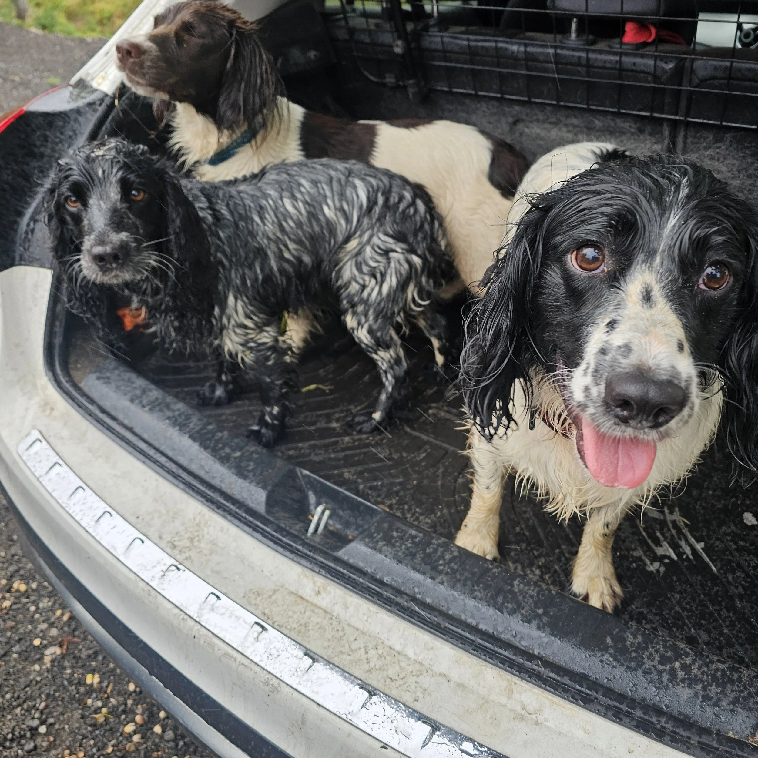 Three wet dogs inside the trunk of a car, one smiling with tongue out, all with black and white fur.