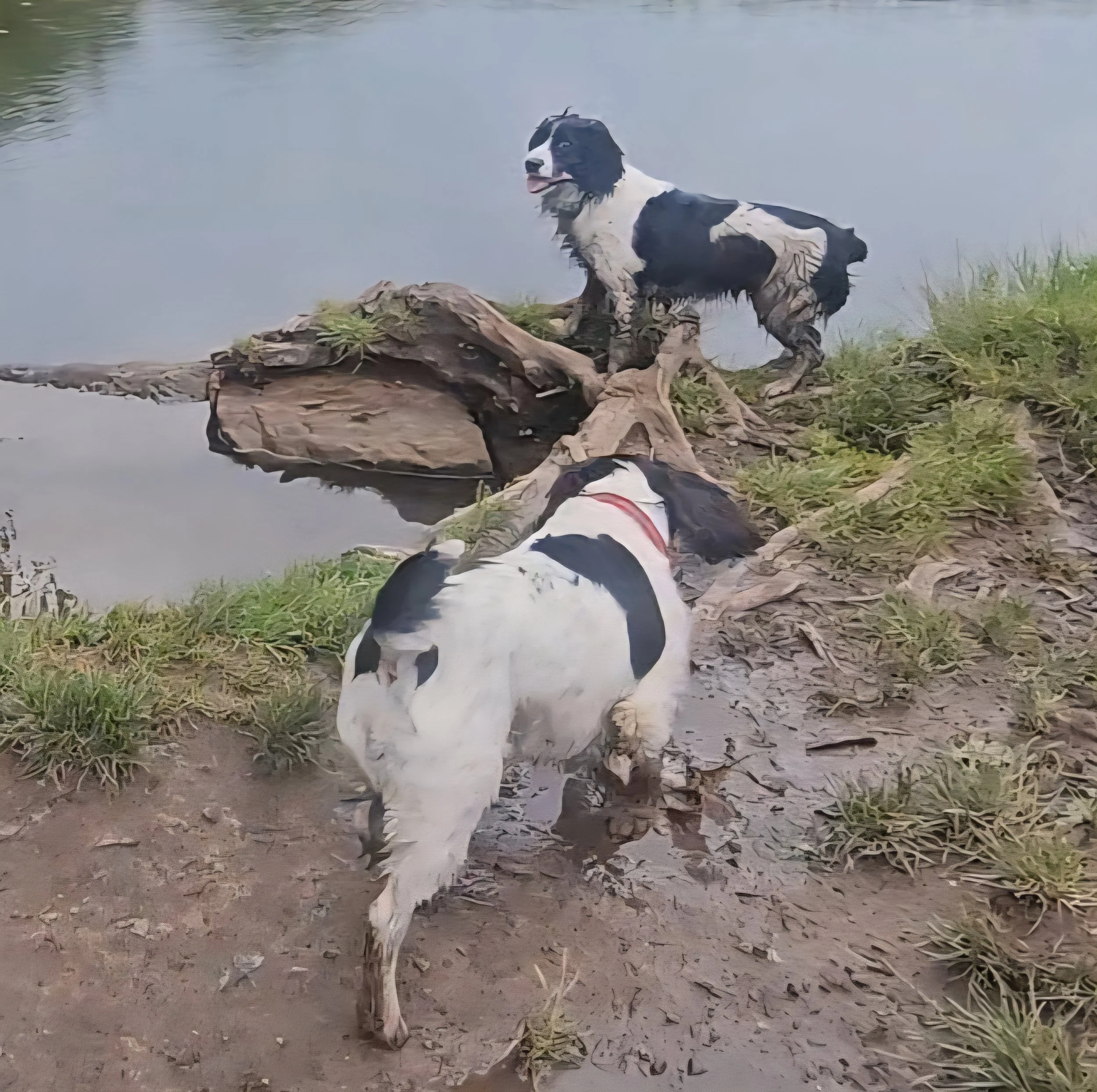 Two dogs, one black and white and one mostly white with black spots, near a body of water with rocks and grass.