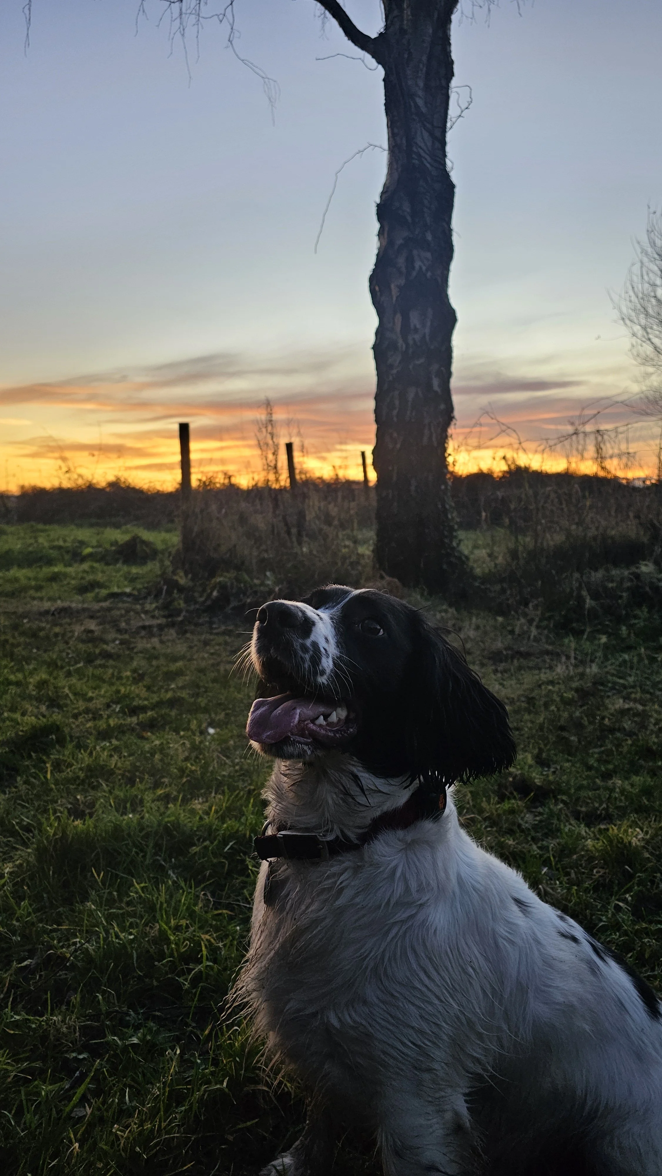 A happy black and white spaniel sitting outdoors at sunset, with a leafless tree and a fence in the background.