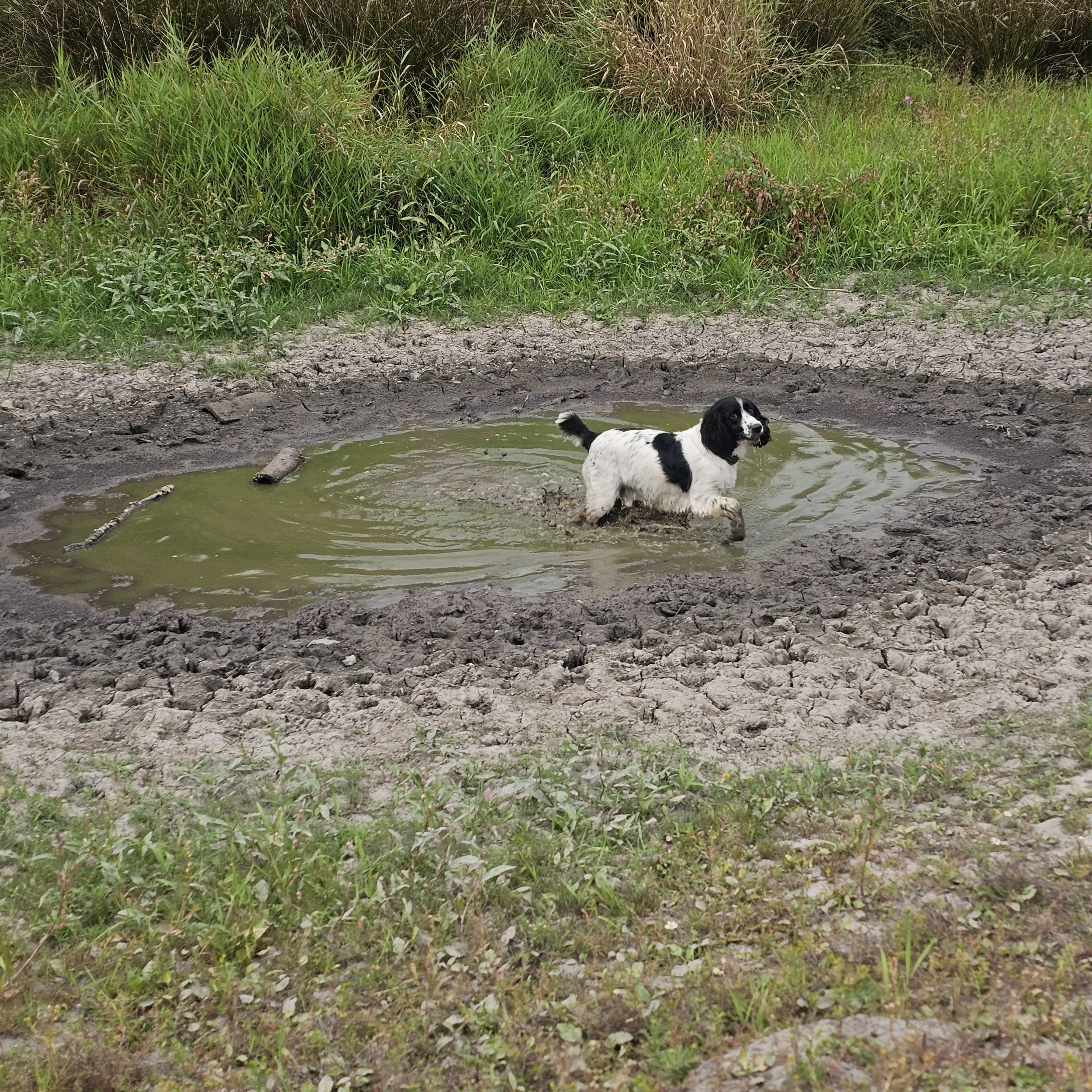 A black and white dog wading in a muddy puddle of water outdoors, surrounded by green grass and plants.