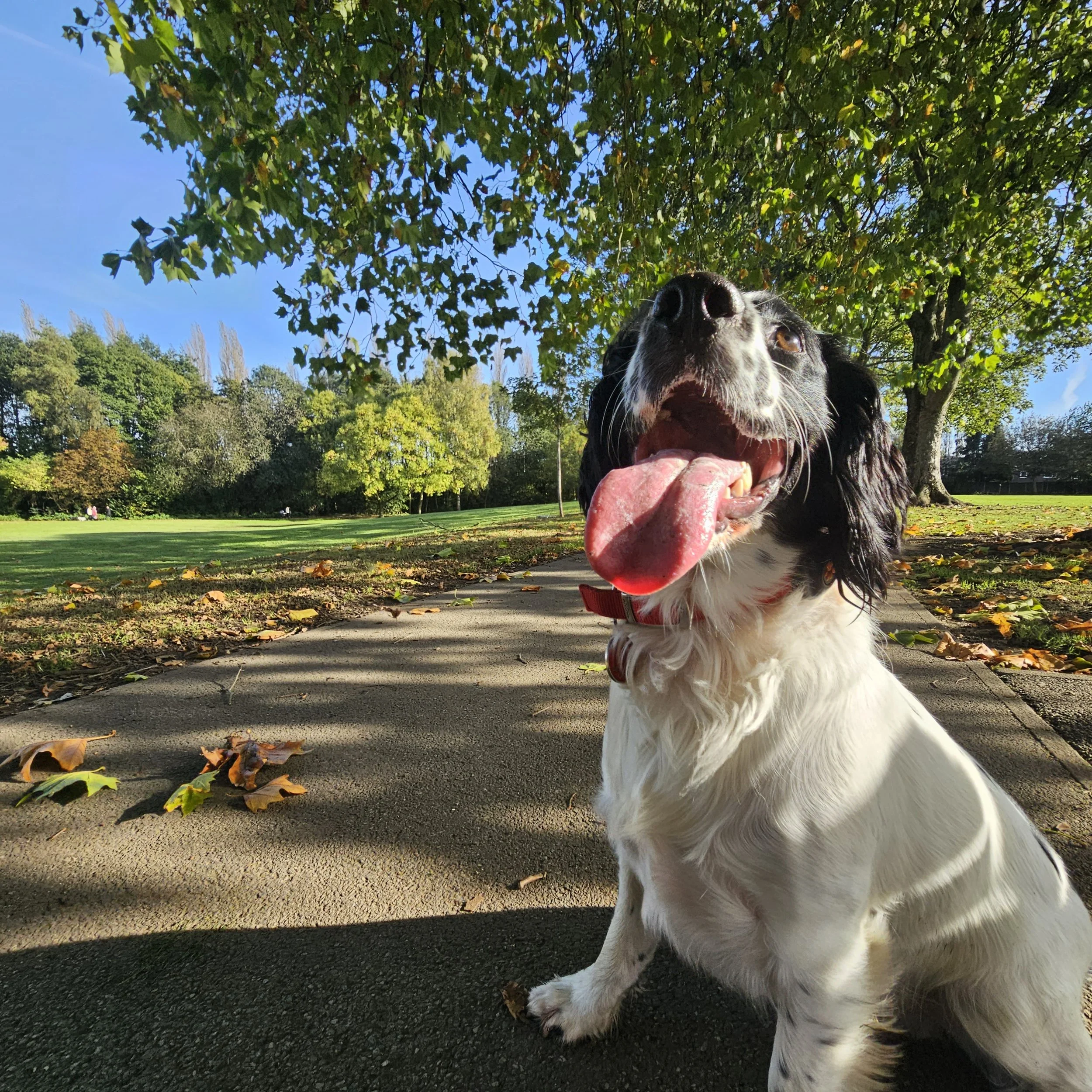 A happy black and white dog sitting on a park path with trees and grass in the background, tongue out, under a bright blue sky.