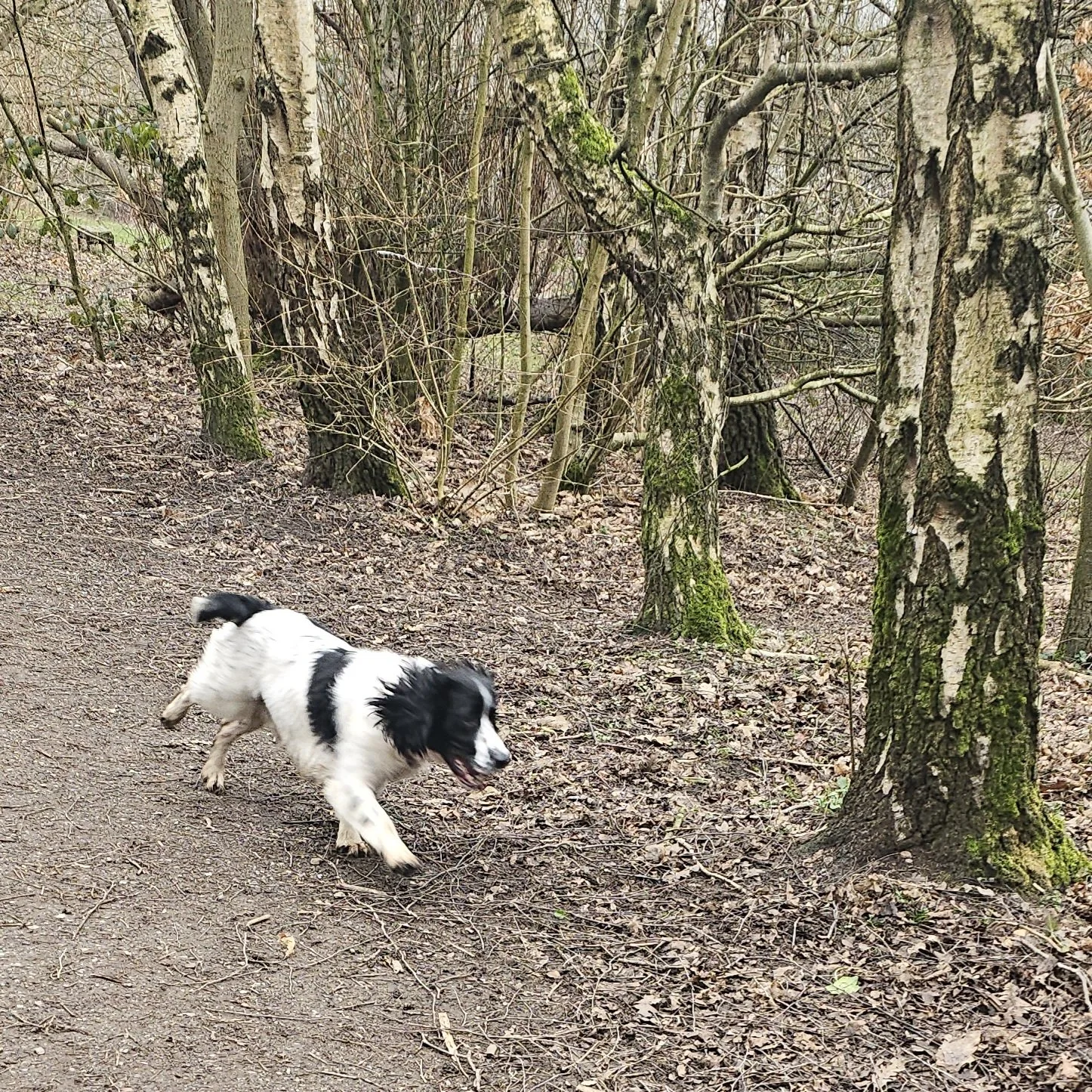 Milo running on a dirt trail in a wooded area with leafless trees.