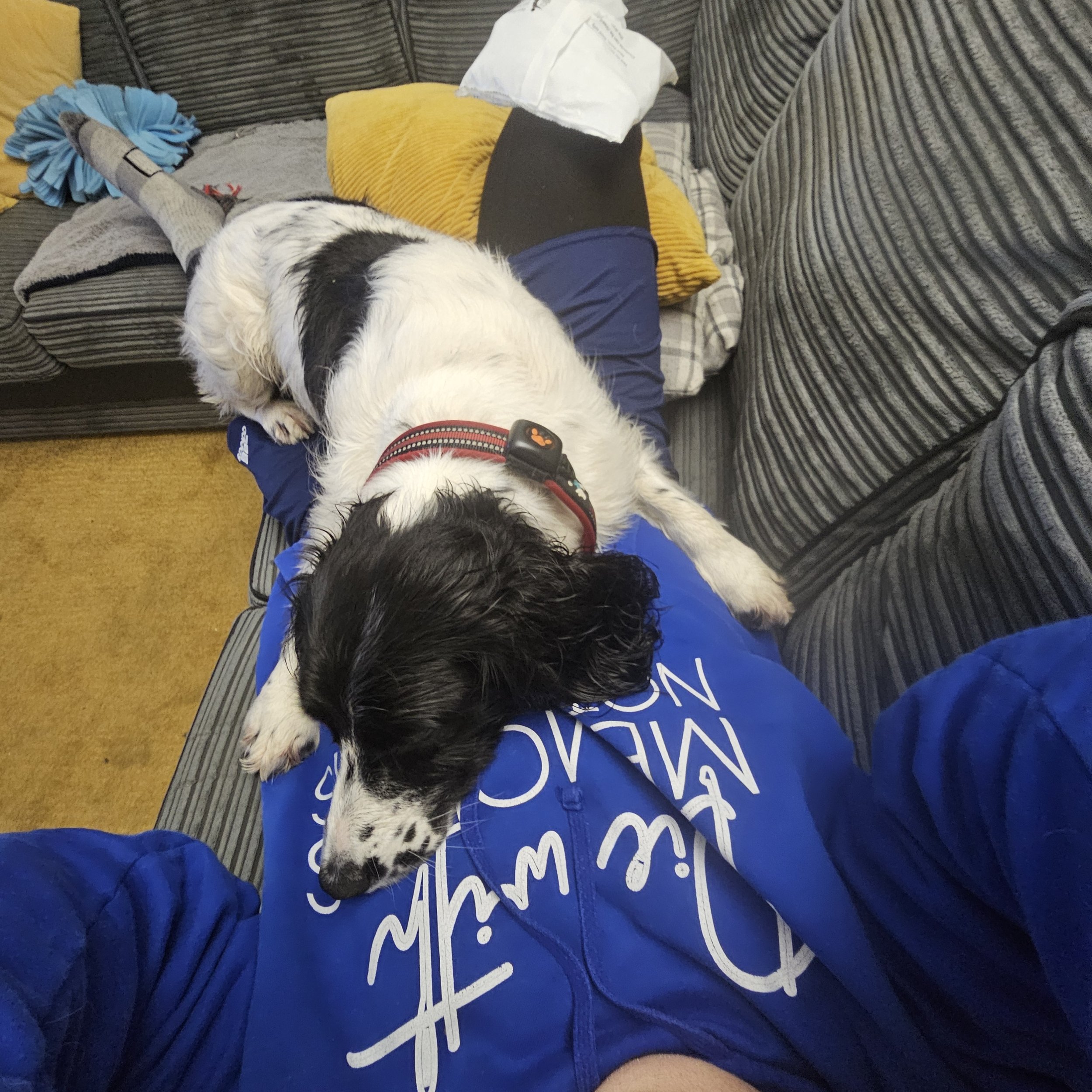 A person dressed in a blue Champion hoodie sitting on a striped couch with a black and white dog lying across their lap, resting its head on the person's leg. The dog is wearing a red collar with a small black device attached.