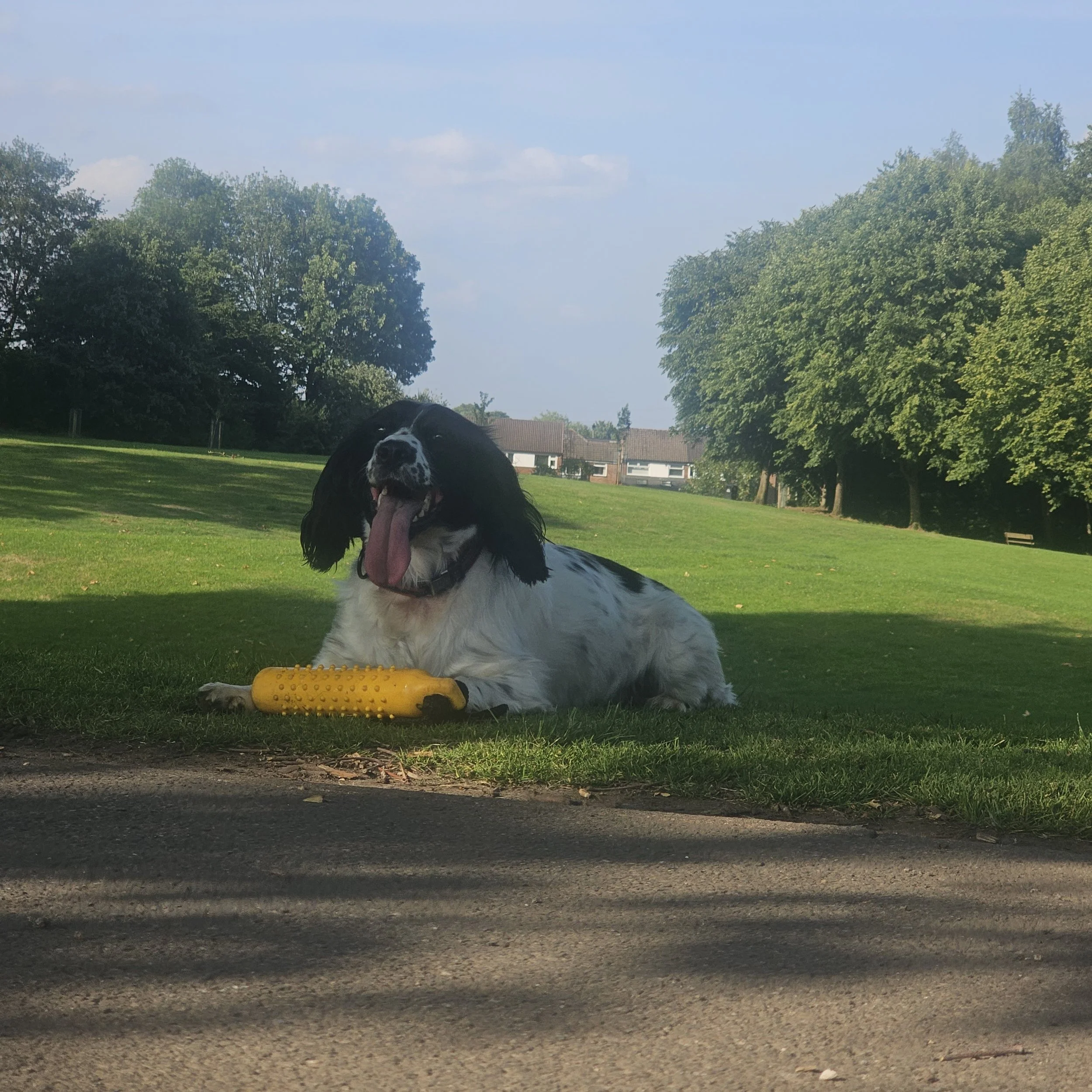 A black and white dog lying on grass in a park with a yellow rubber chew toy, smiling with tongue out, under a clear blue sky.