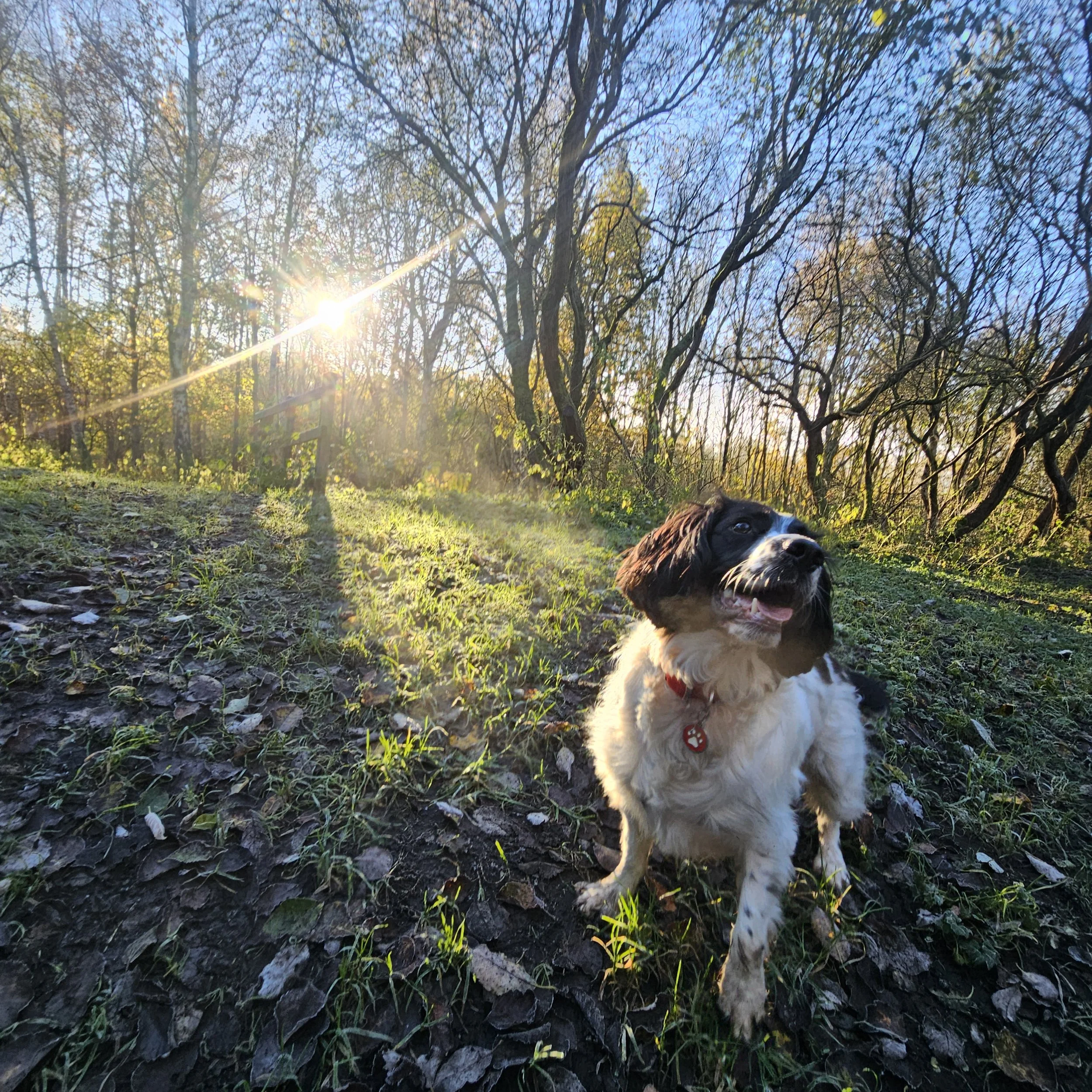 A happy puppy with a red collar sitting outdoors on a dirt path in a wooded area during sunset.