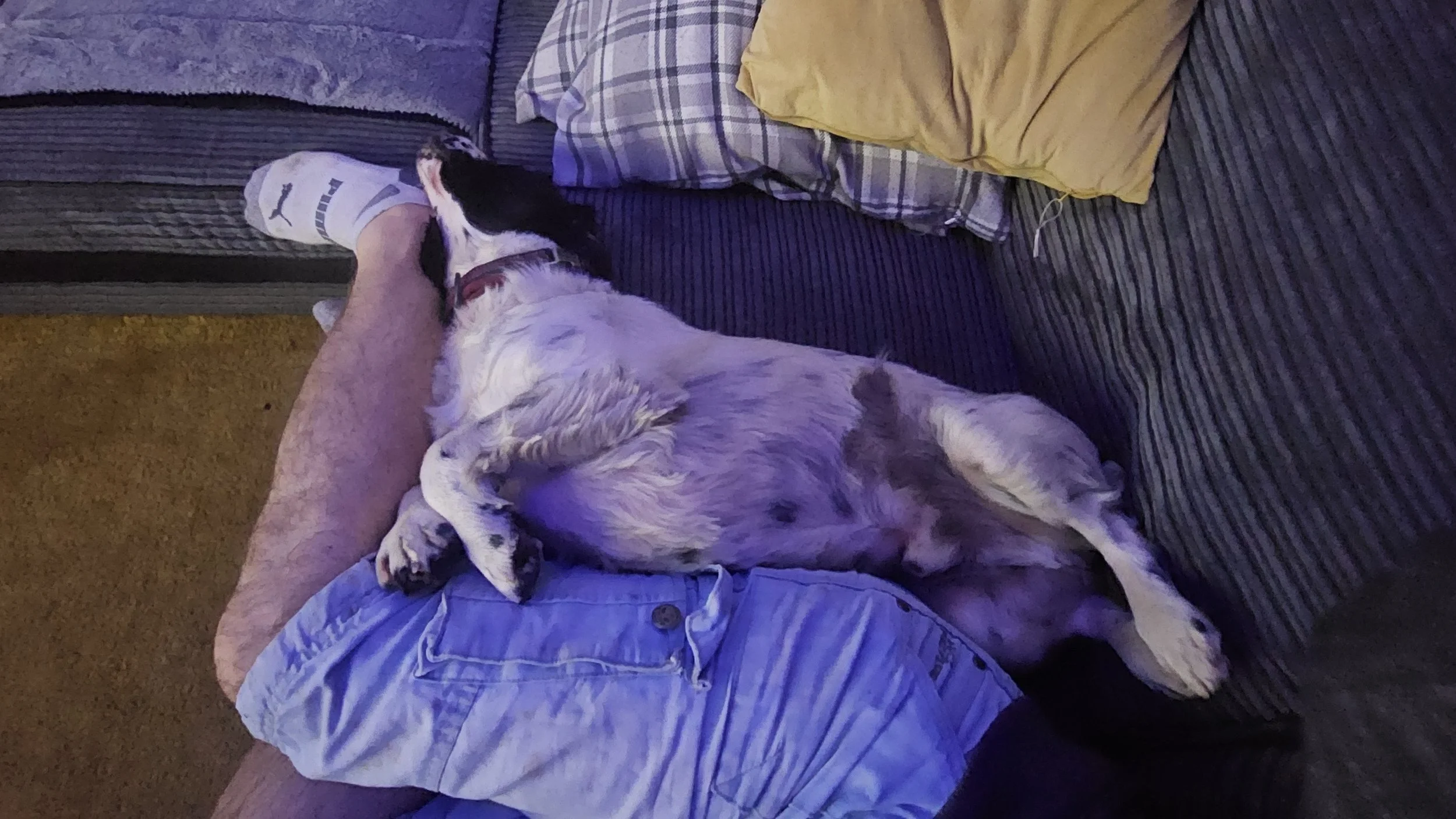 A person lying on a striped couch with a black and white dog resting on their lap, their legs covered with shorts and wearing a sock on one foot.