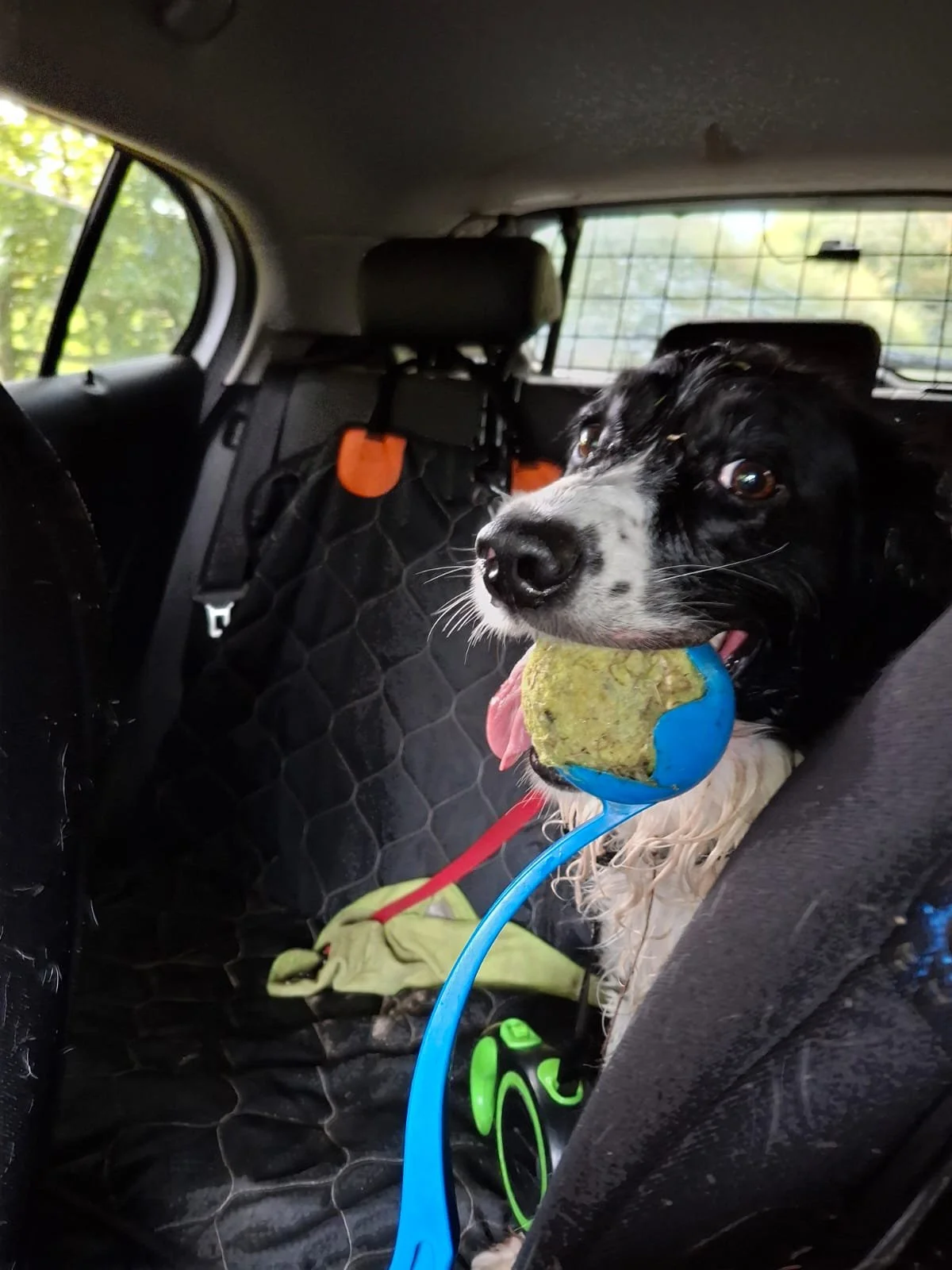 Waggytails