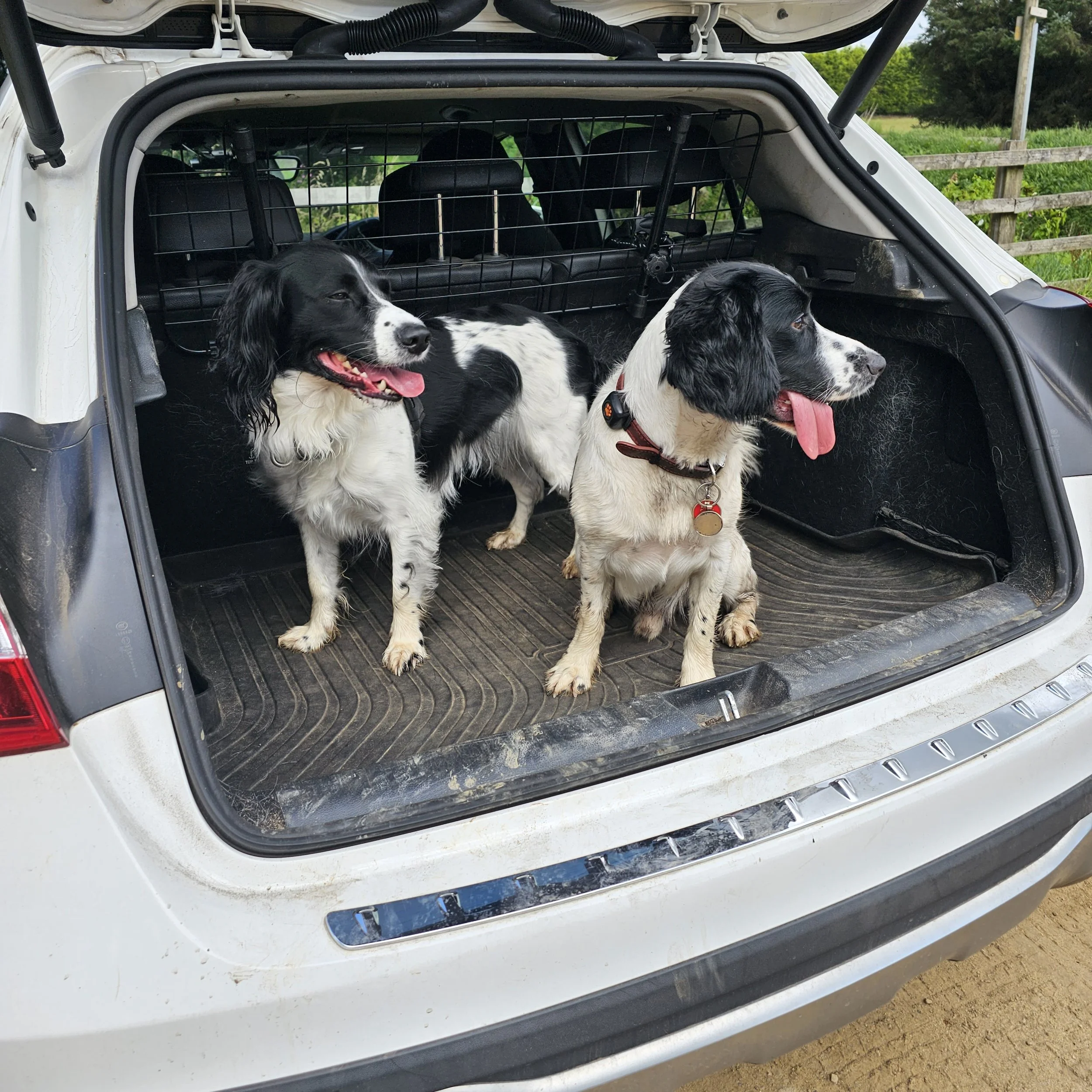 Two black and white spaniel dogs sitting in the open trunk of a white SUV, with green trees and a fence in the background.