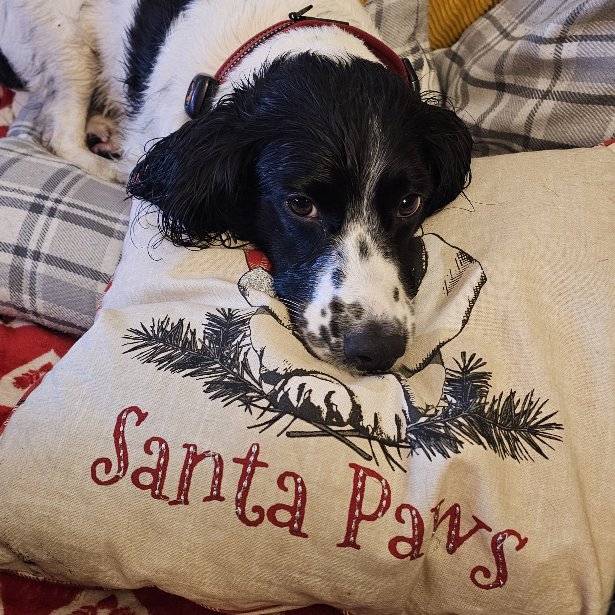 A black and white dog with floppy ears resting its head on a beige pillow with Christmas pine branch and the words 'Santa Paws' embroidered in red.