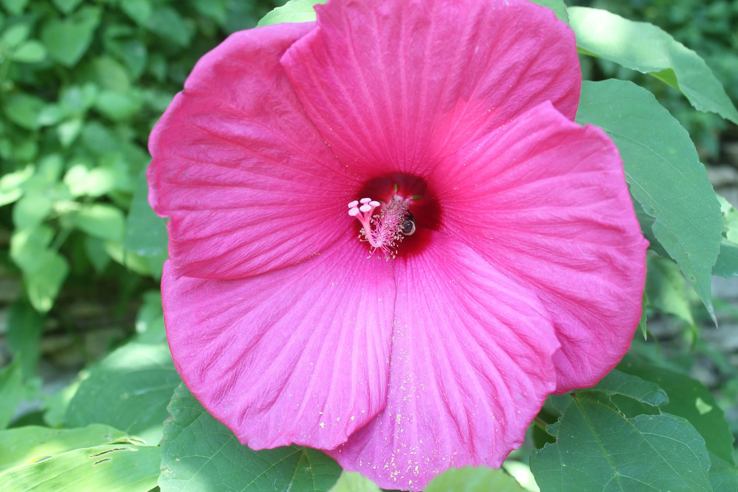 Wedding Officiant Services - Elopements & small weddings